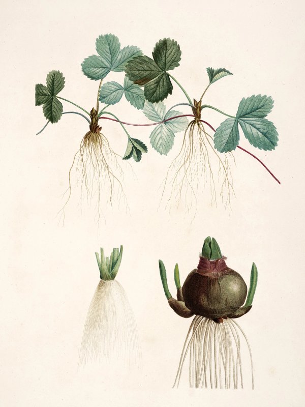 Pierre-Joseph Redouté — Raphael of Flowers