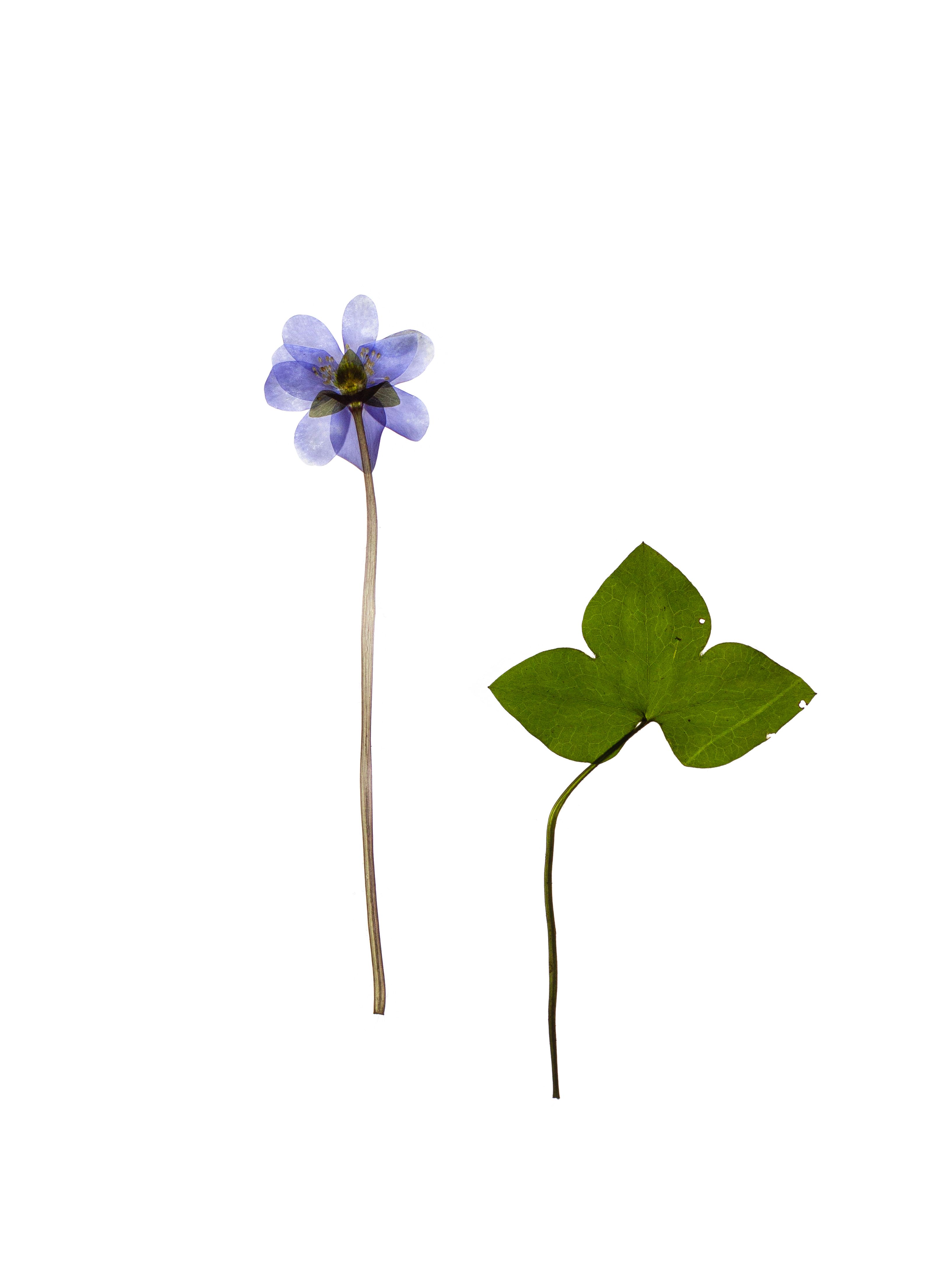 Hepatica nobilis (Liverleaf) — Schäftlarn, Germany, 2024