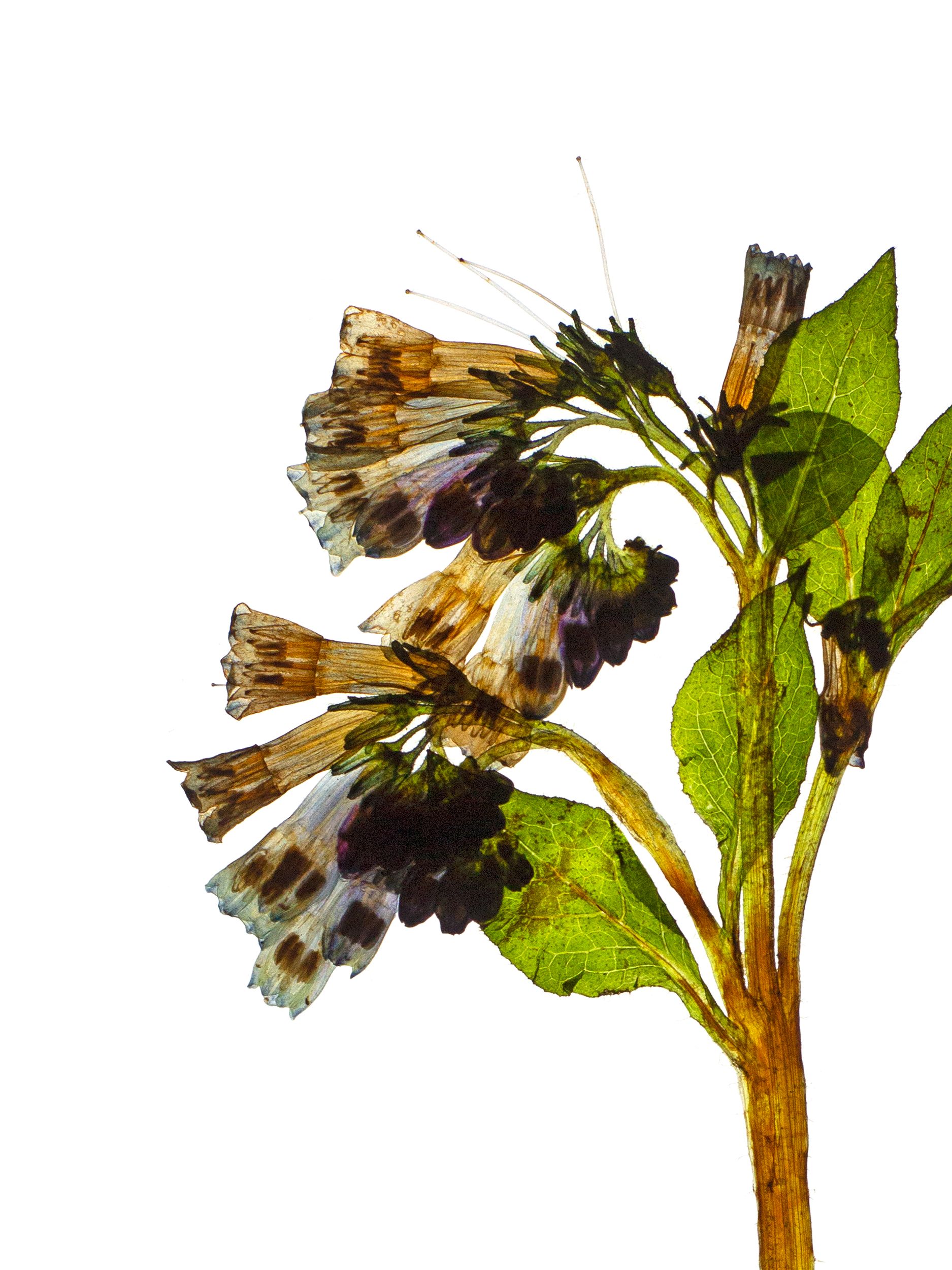 Symphytum asperum (Rough comfrey) — Backlit, Schwäbisch Hall, Germany, 2021