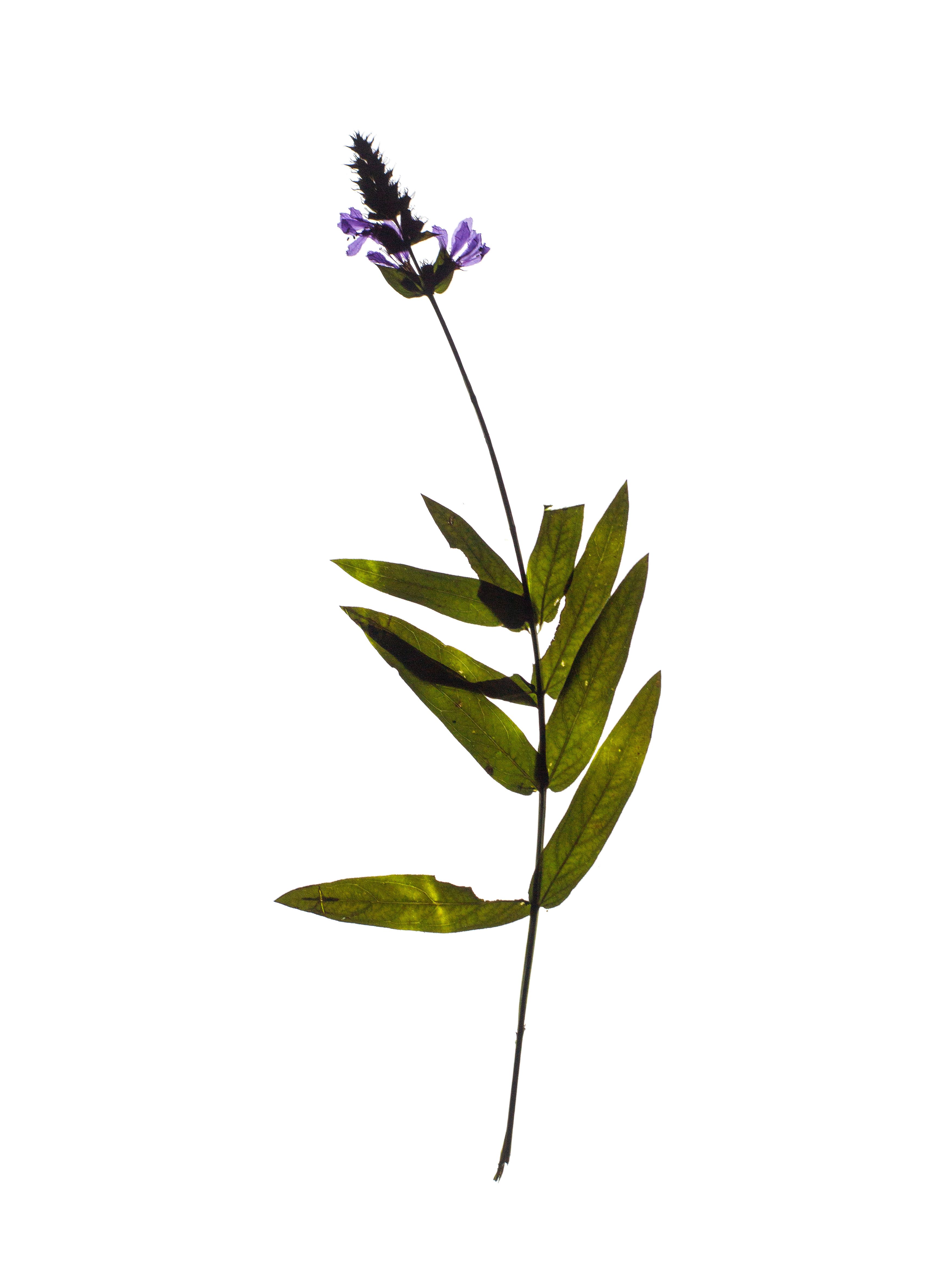 Lythrum salicaria (Purple loosestrife) — Thalkirchen, Germany, 2023