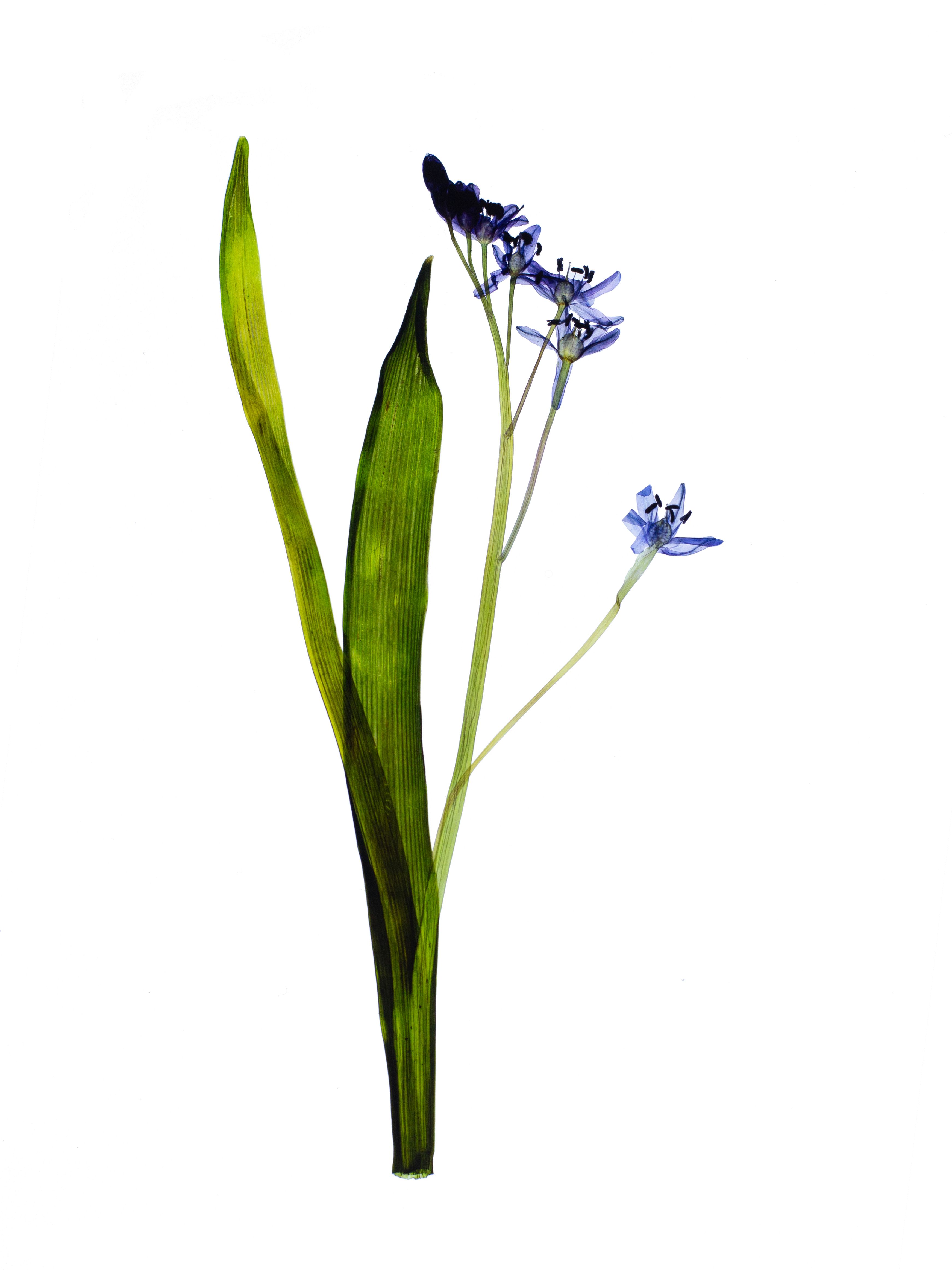 Scilla bifolia (Alpine squill) — Backlit, Ulm, Germany, 2024