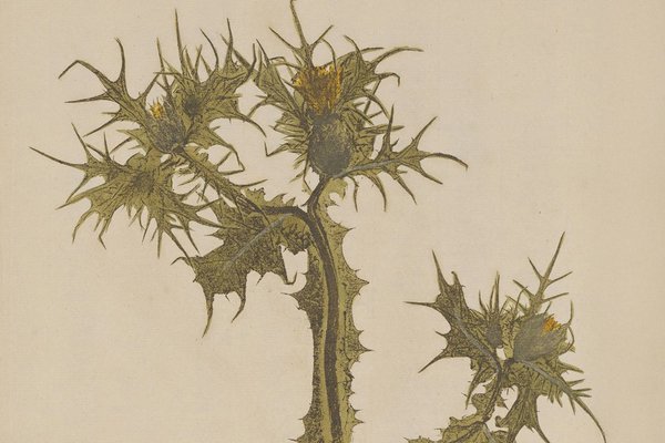 Scolymus maculatus, Hieronymus Kniphof, Botanica Originali, 1733