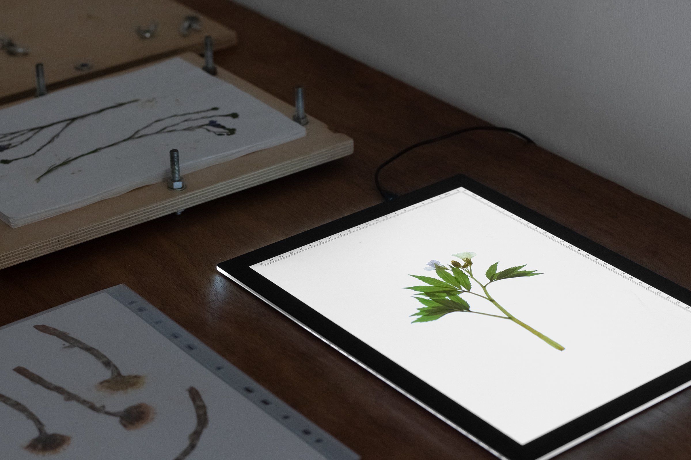 An independent archive of botanical image-making