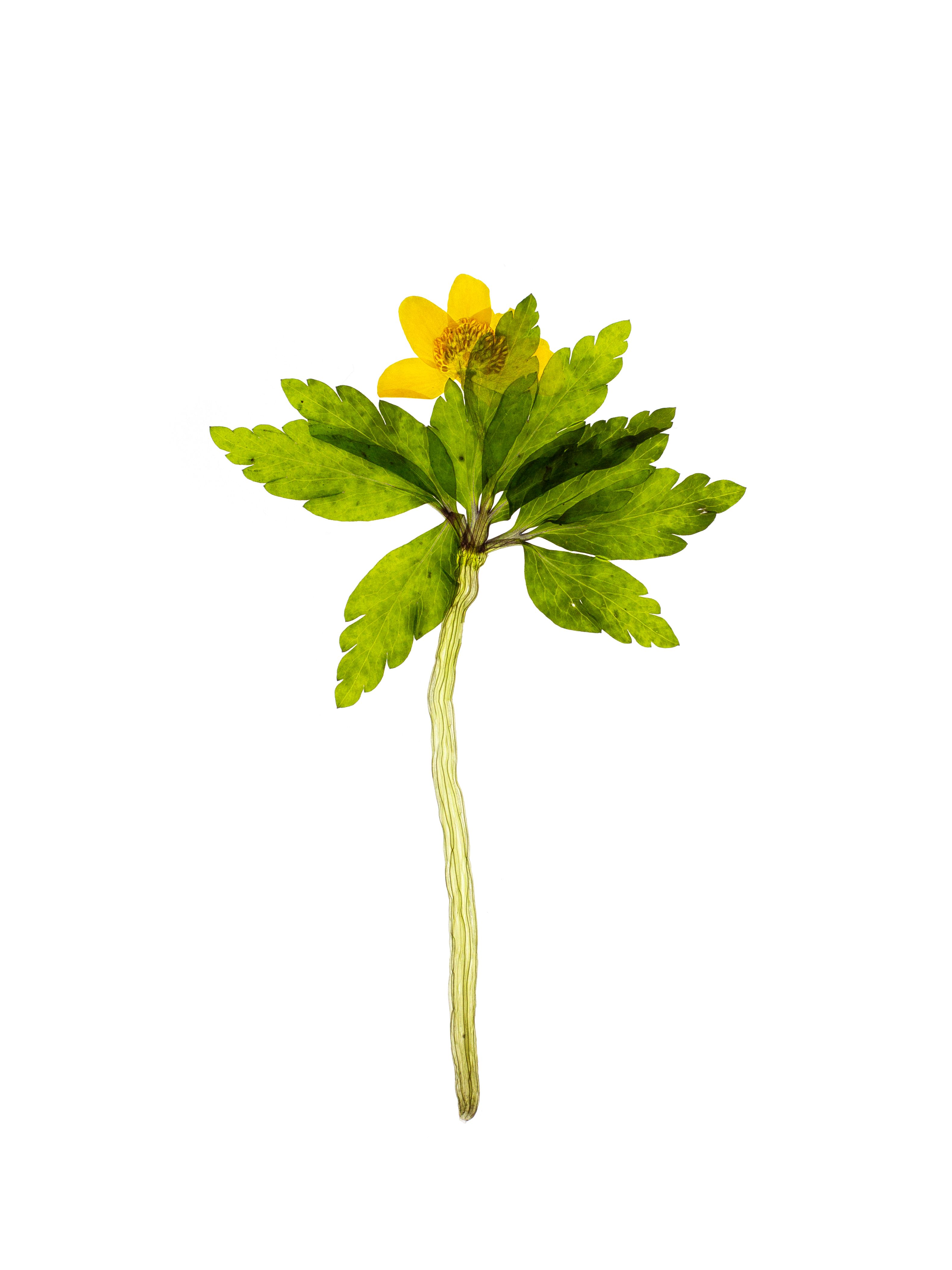 Anemone ranunculoides (Yellow anemone) — Backlit, Pliezhausen, Germany, 2020