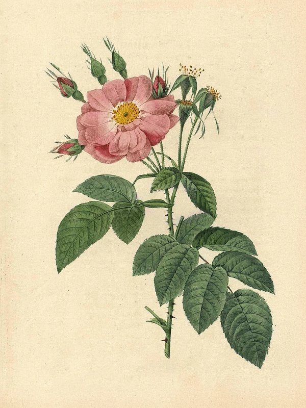 Pierre-Joseph Redouté — Raphael of Flowers