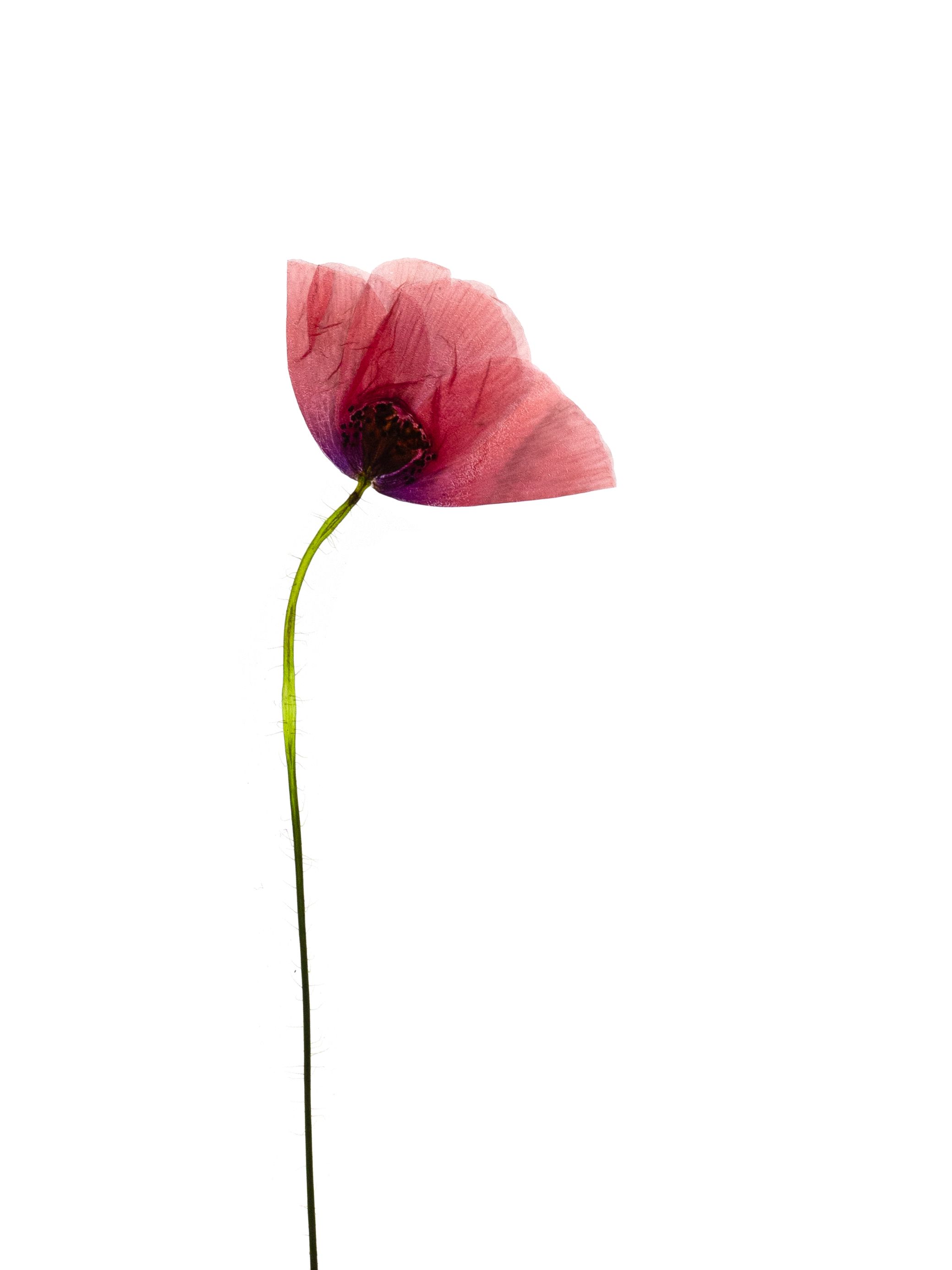 Papaver rhoeas (Field poppy) — Backlit, Offenbach, Germany, 2018 (HA-0004, plate II)