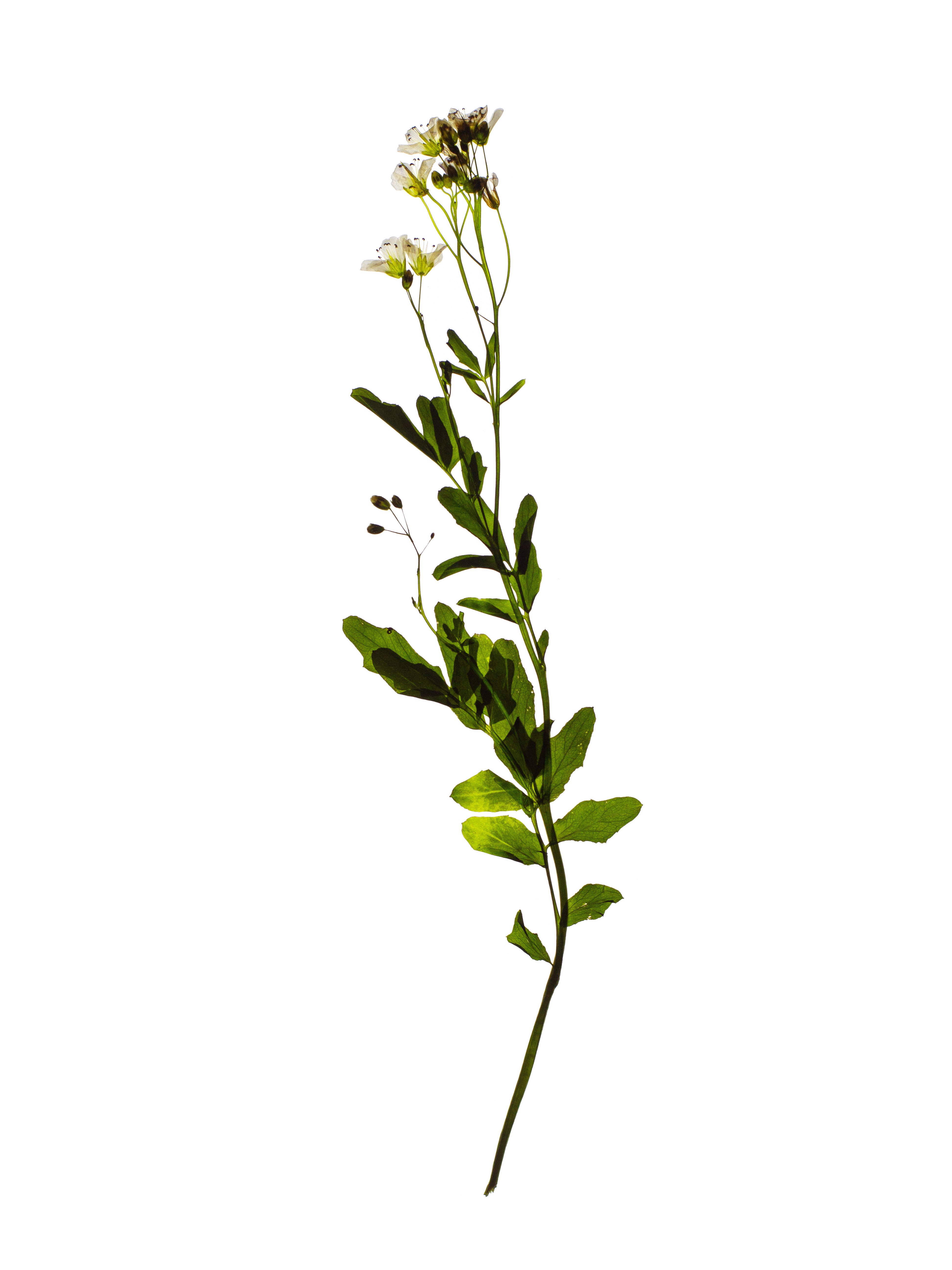 Cardamine amara (Large bitter-cress) — Backlit, Thalkirchen, Germany, 2024