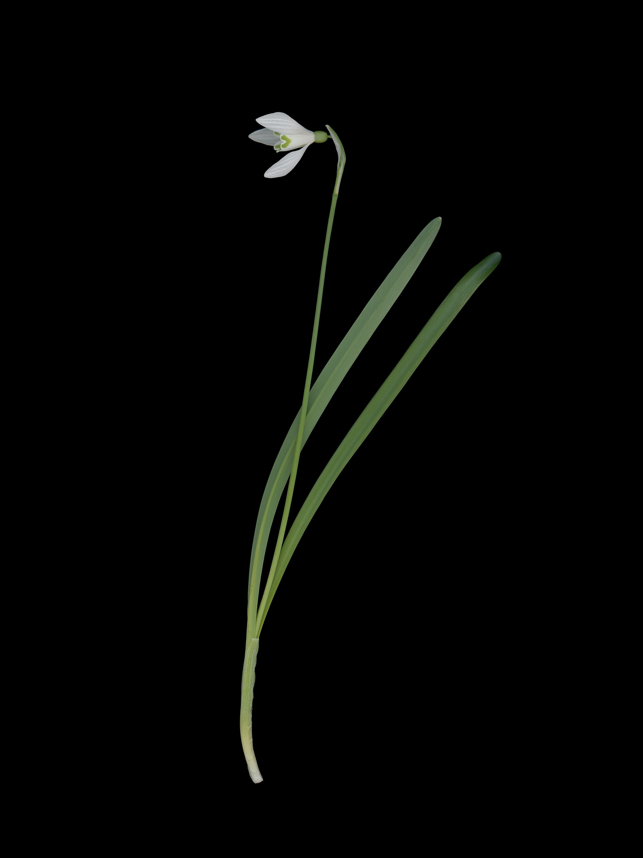Galanthus nivalis (Snowdrop) — München, Germany, 2026