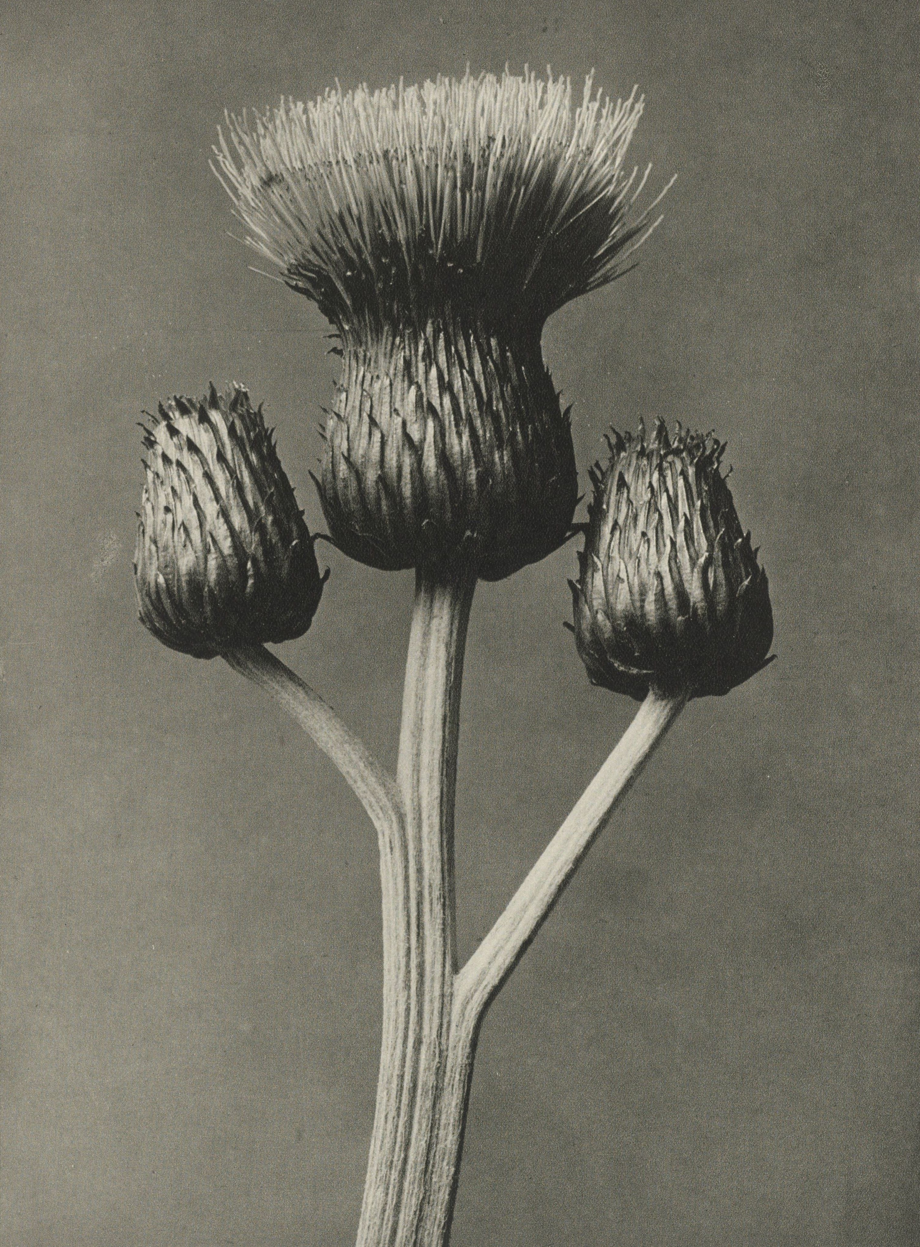 Karl Blossfeldt — Natural Design Archetypes