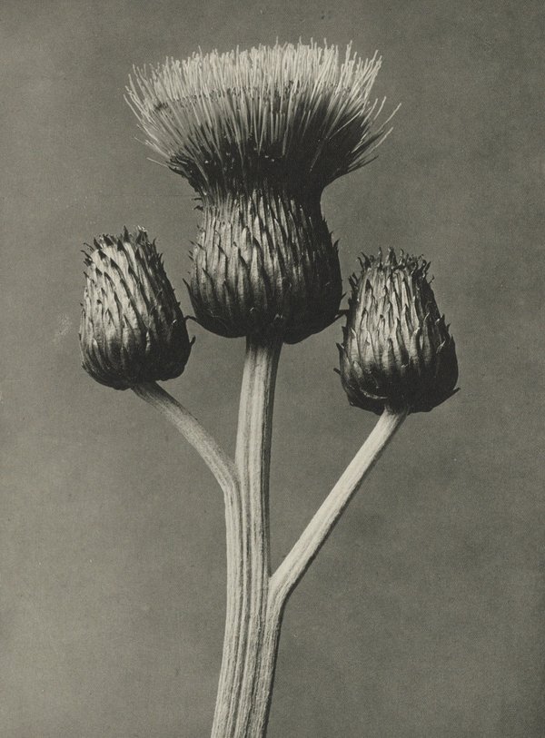 Karl Blossfeldt — Natural Design Archetypes