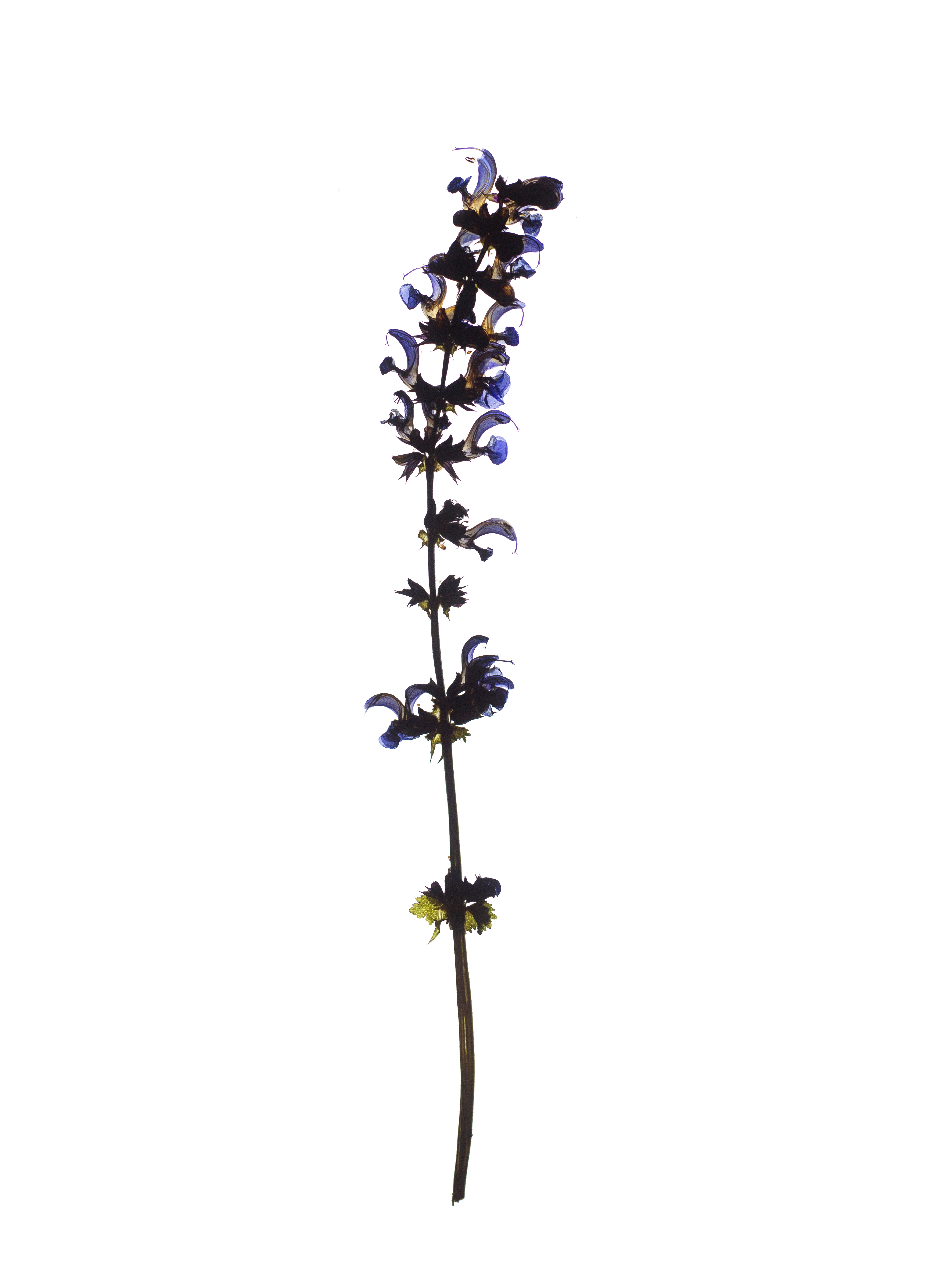 Salvia pratensis (Meadow sage) — Backlit, Offenbach, Germany, 2019