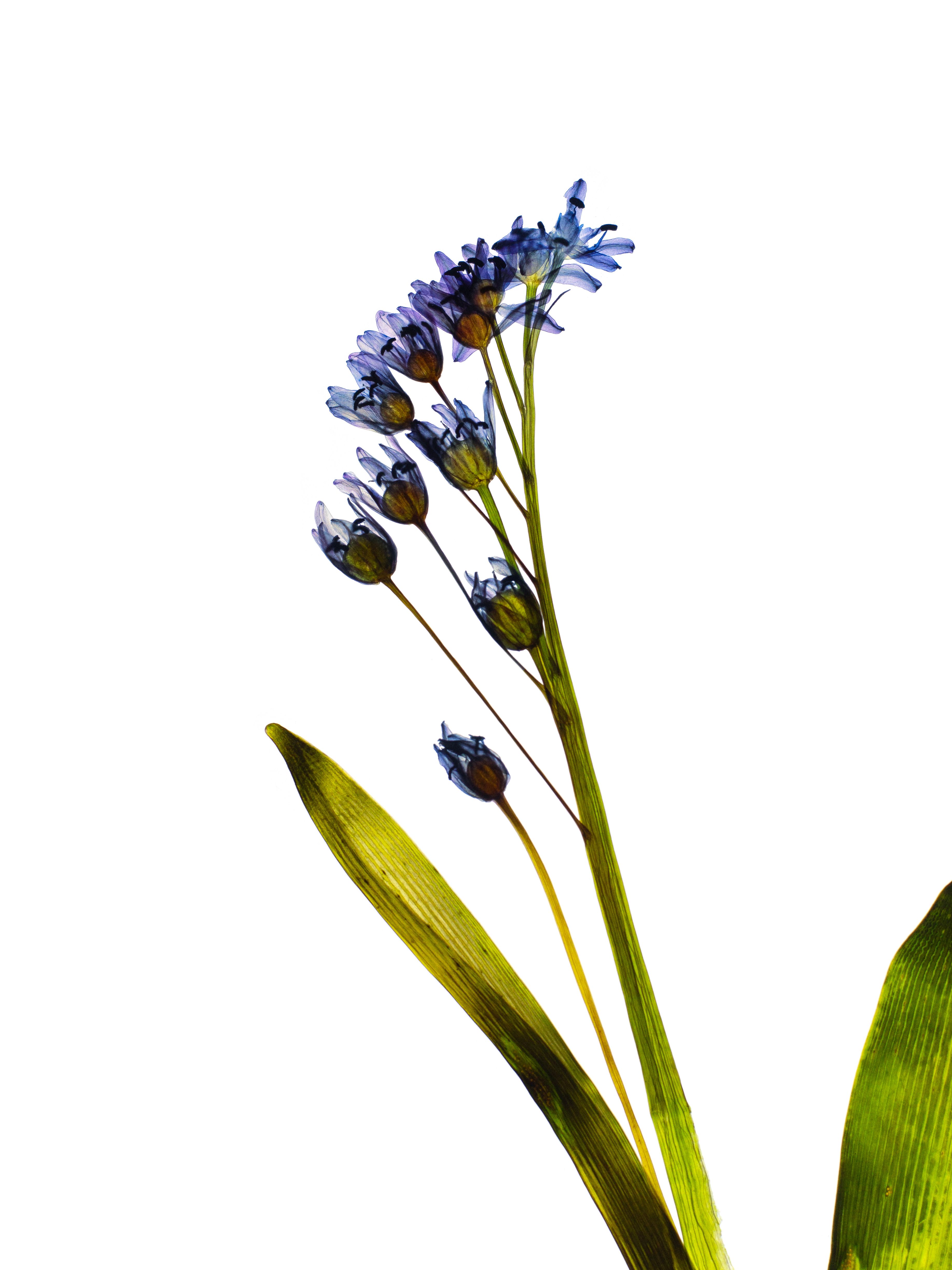Scilla bifolia (Alpine squill) — Backlit, Ulm, Germany, 2024