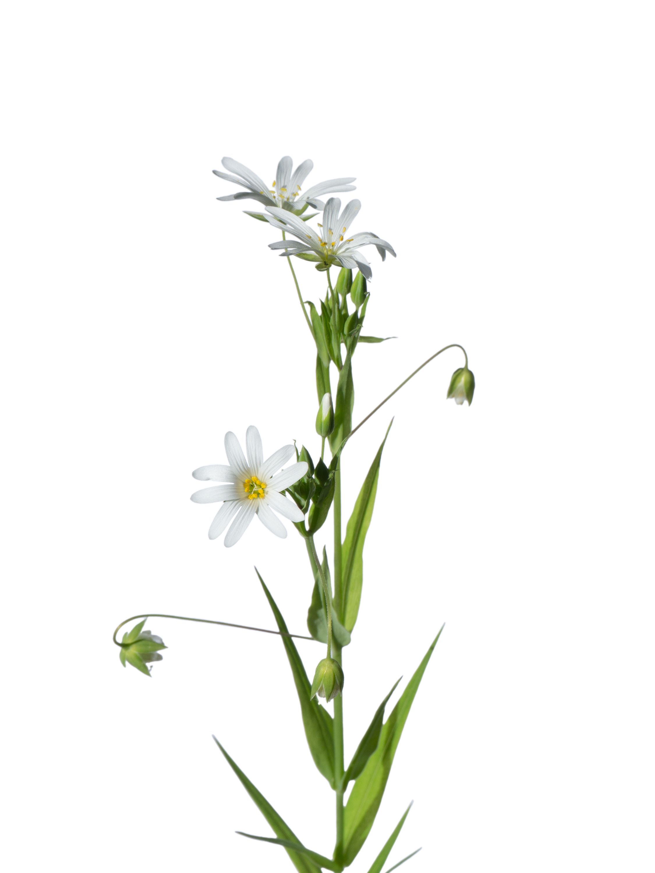 Stellaria holostea (Greater stitchwort) — Photograph, Eisenach, Germany, 2026