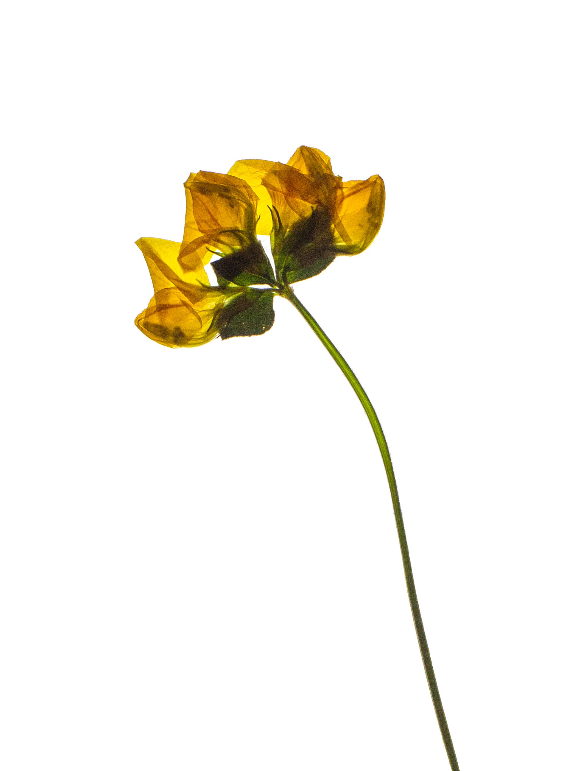 Lotus pedunculatus (Big trefoil) — Backlit, Thalkirchen, Germany, 2024