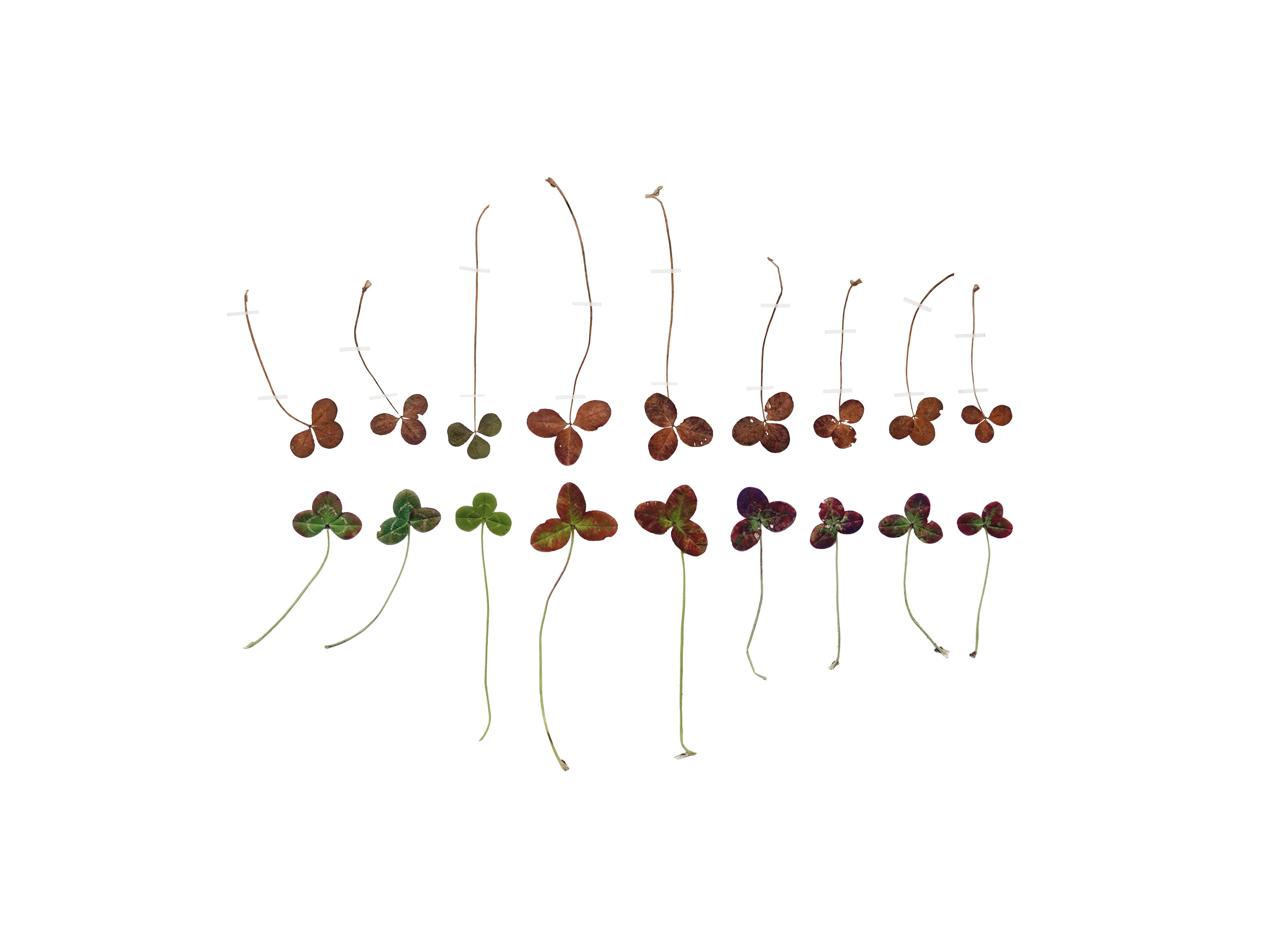Untitled (Trifolium), Eternal Herbarium, Anne Geene, 2020