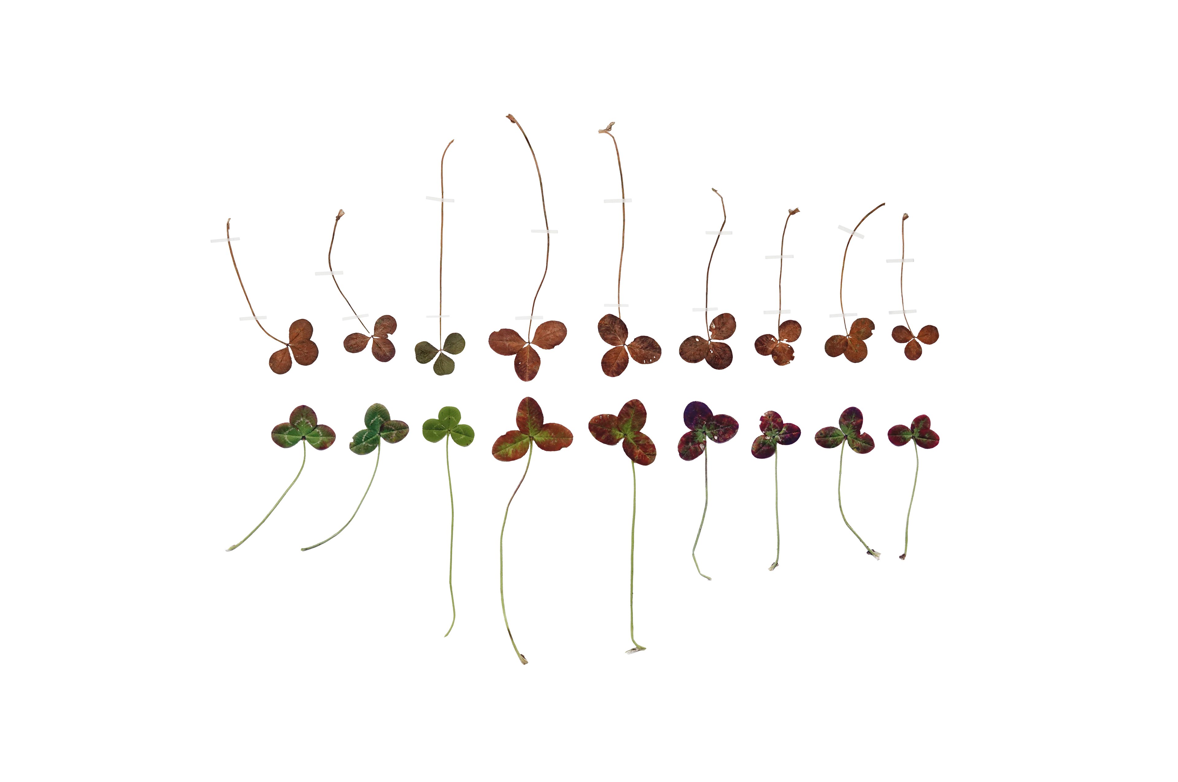 Untitled (Trifolium), Eternal Herbarium, Anne Geene, 2020