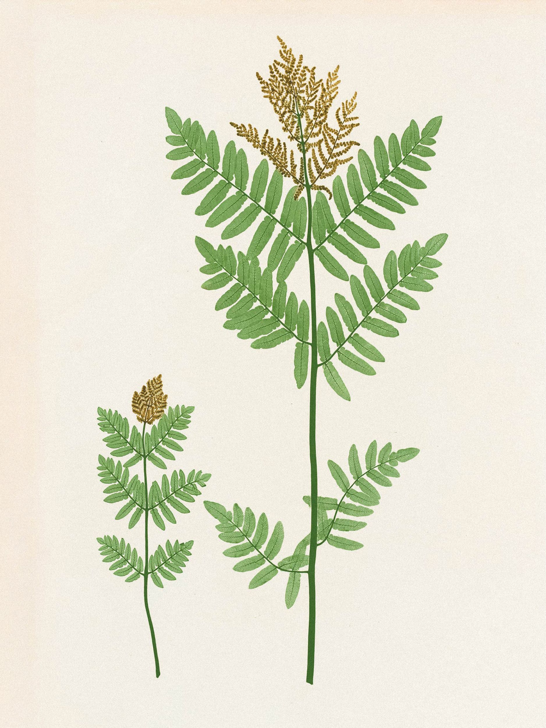 Henry Bradbury — Pioneer of Botanical Nature Printing