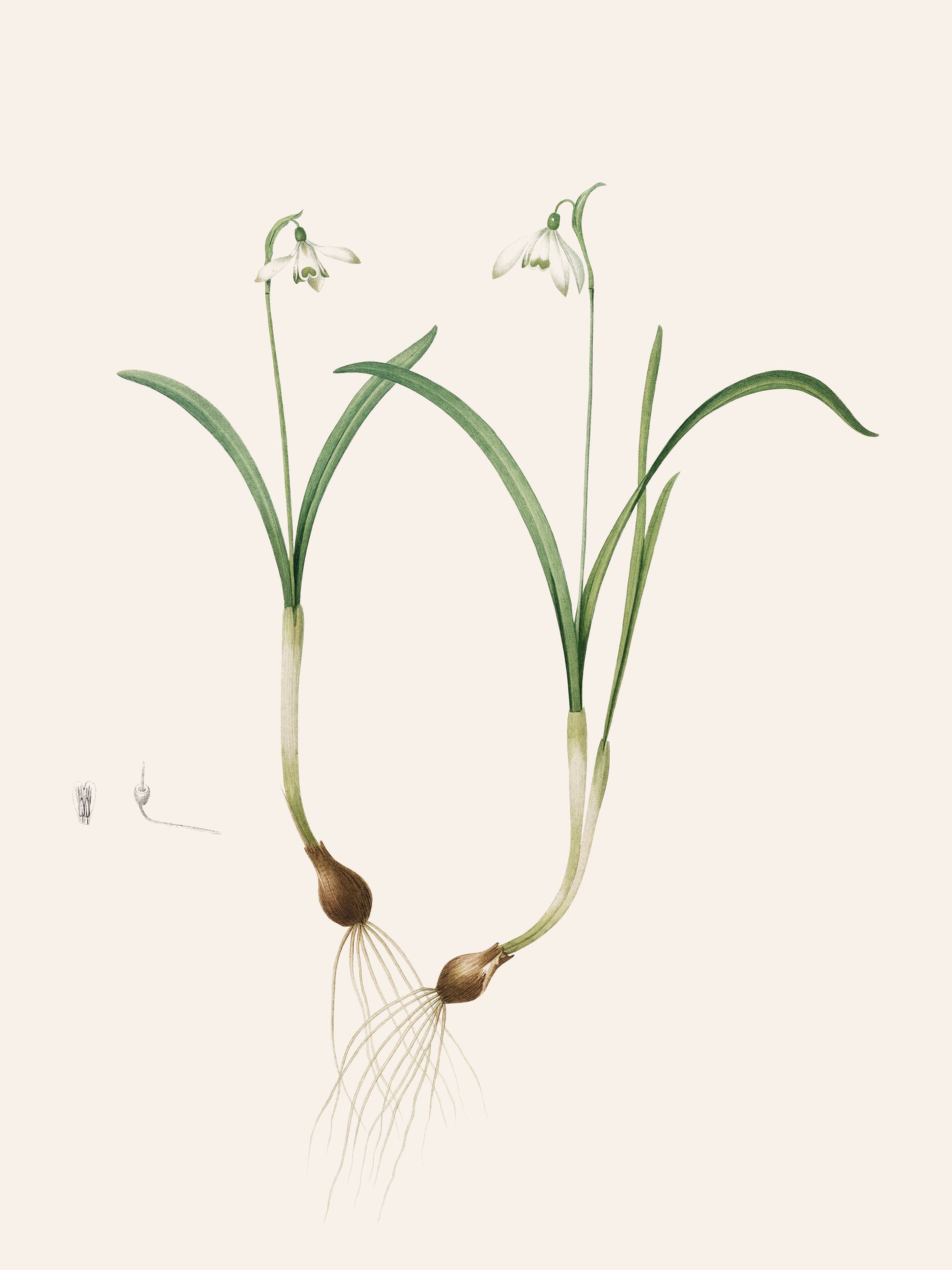 Galanthus nivalis (Snowdrop) — Plant Illustration, Les Liliacées, Vol. 4/ Pl. 200