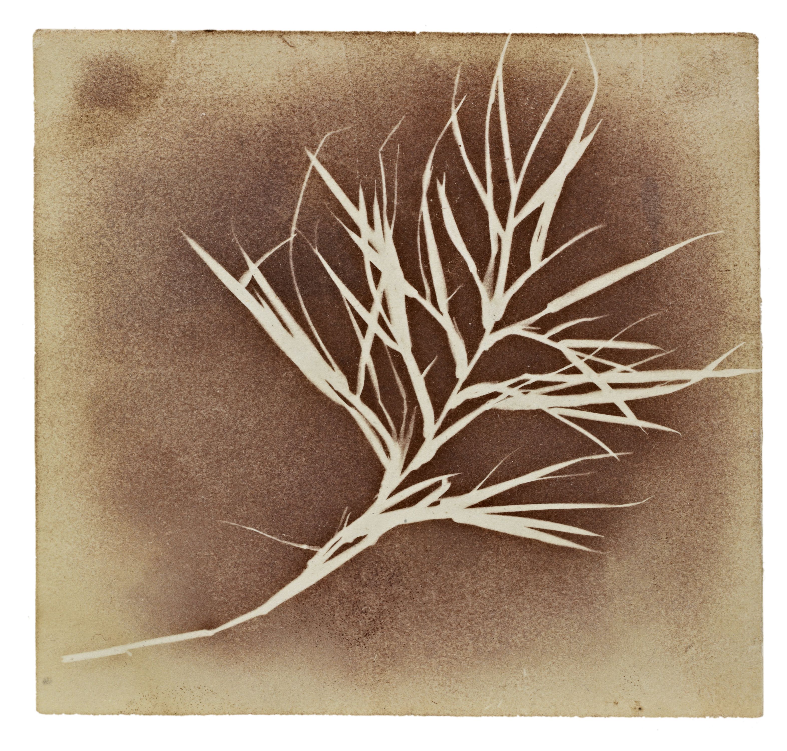 Calotype