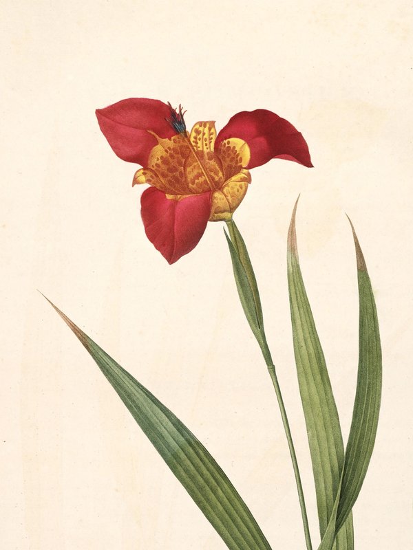 Pierre-Joseph Redouté — Raphael of Flowers