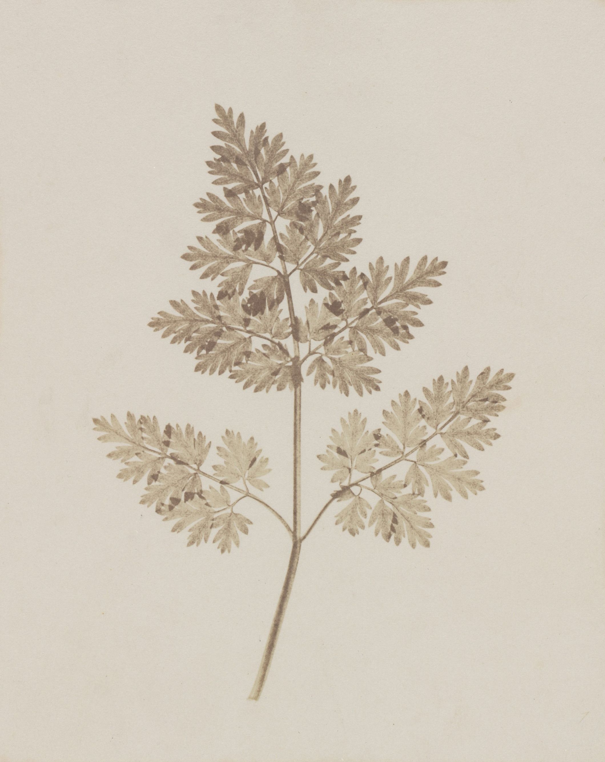 Fox Talbot — The First Reproducible Plant Photographs 