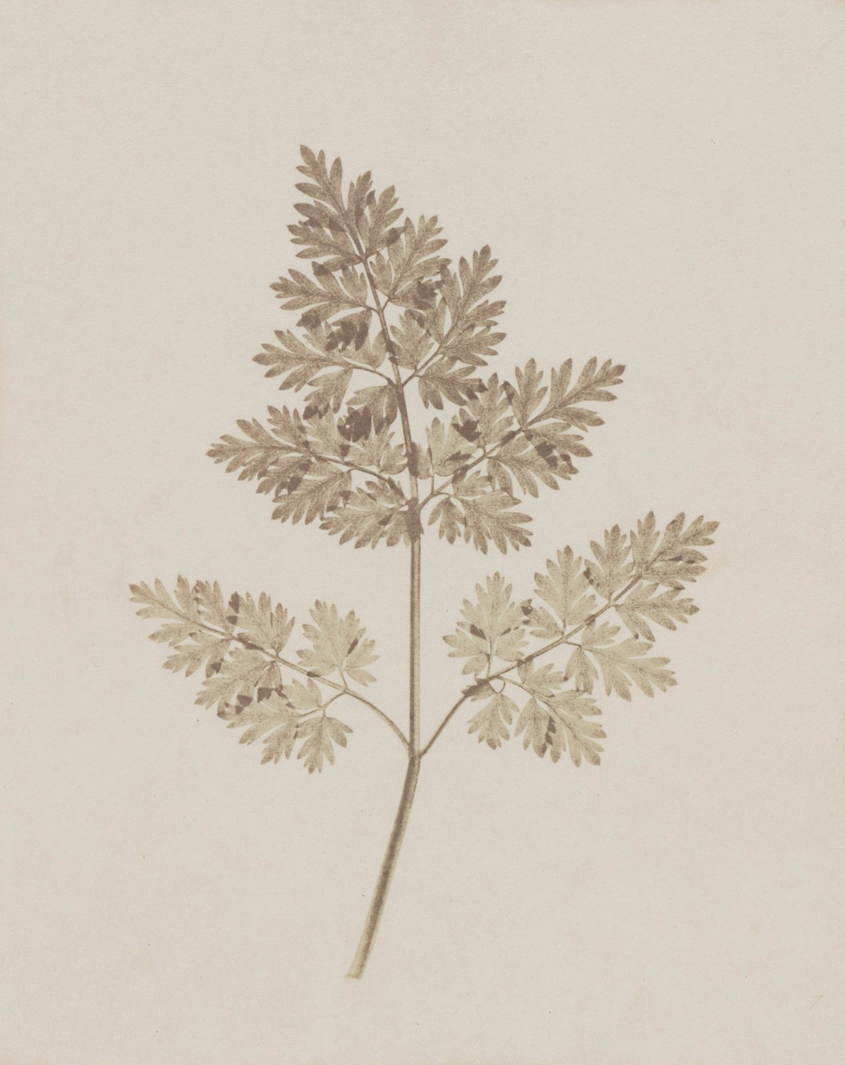 Fox Talbot — The First Reproducible Plant Photographs