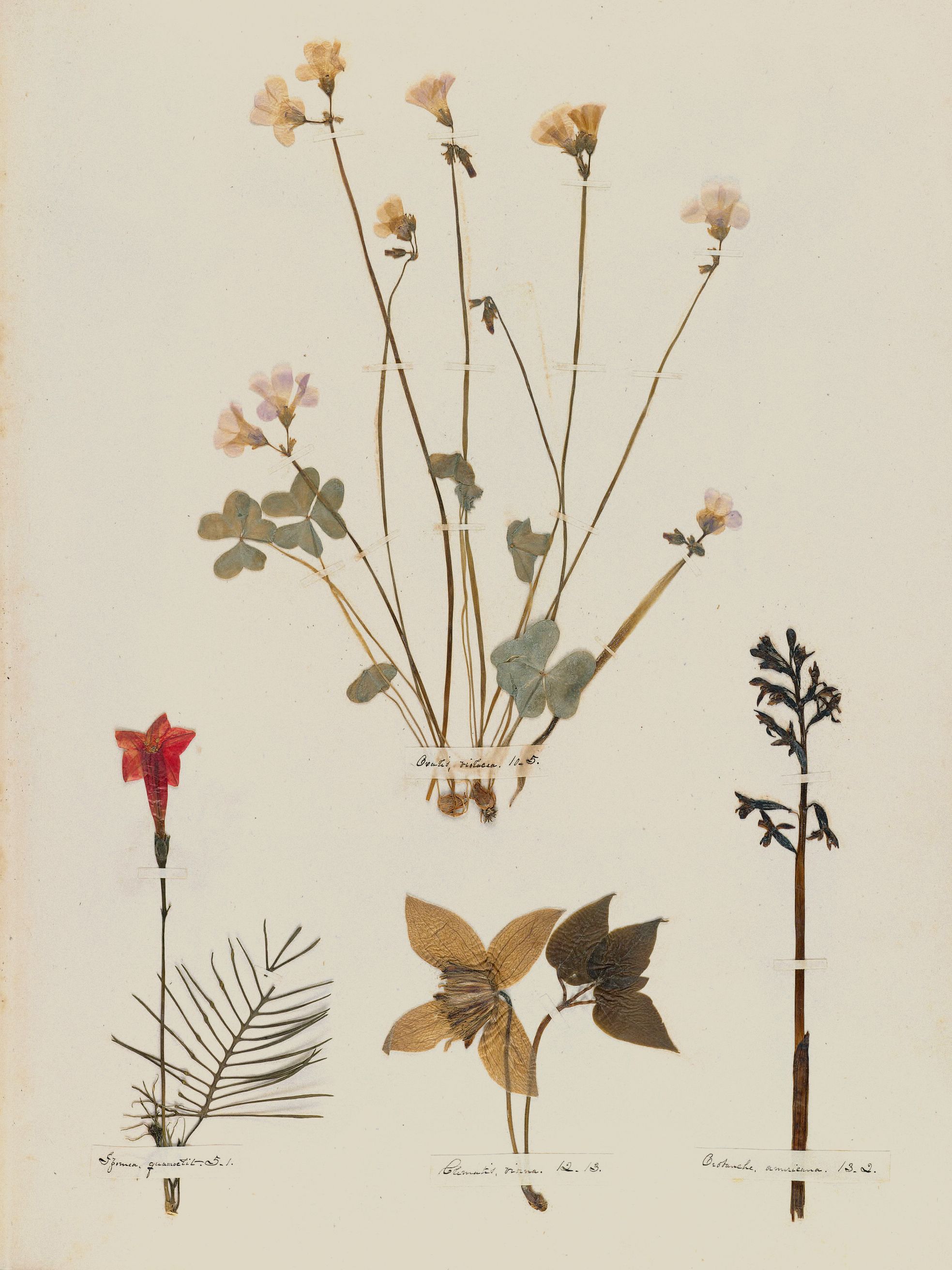 Emily Dickinson — A Poet's Early Herbarium