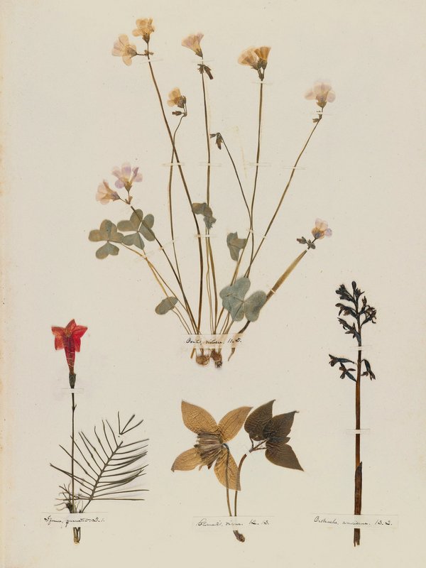 Emily Dickinson — A Poet's Early Herbarium