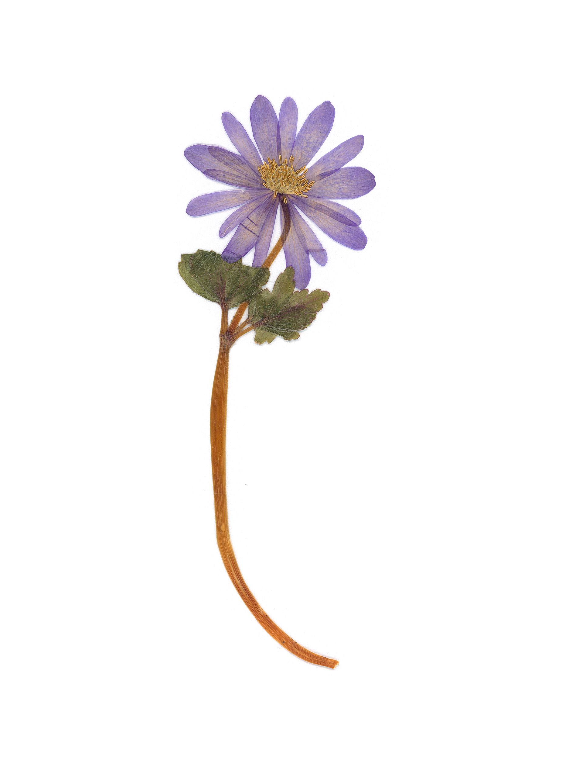 Anemone apennina (Apennine anemone) — Pressed, Stuttgart, Germany, 2021