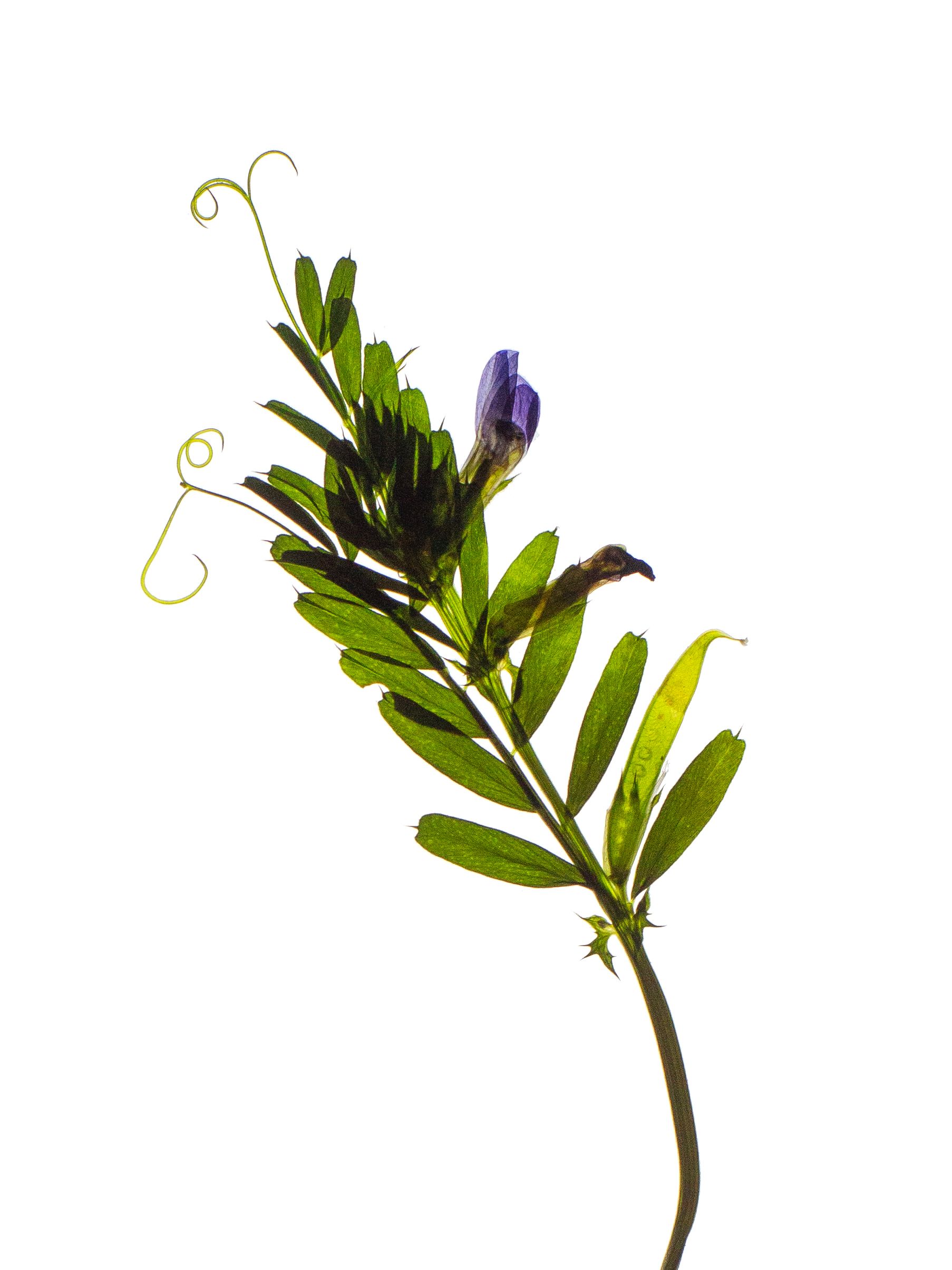 Vicia sativa (Common vetch) — detail, Backlit, Thalkirchen, Germany, 2024