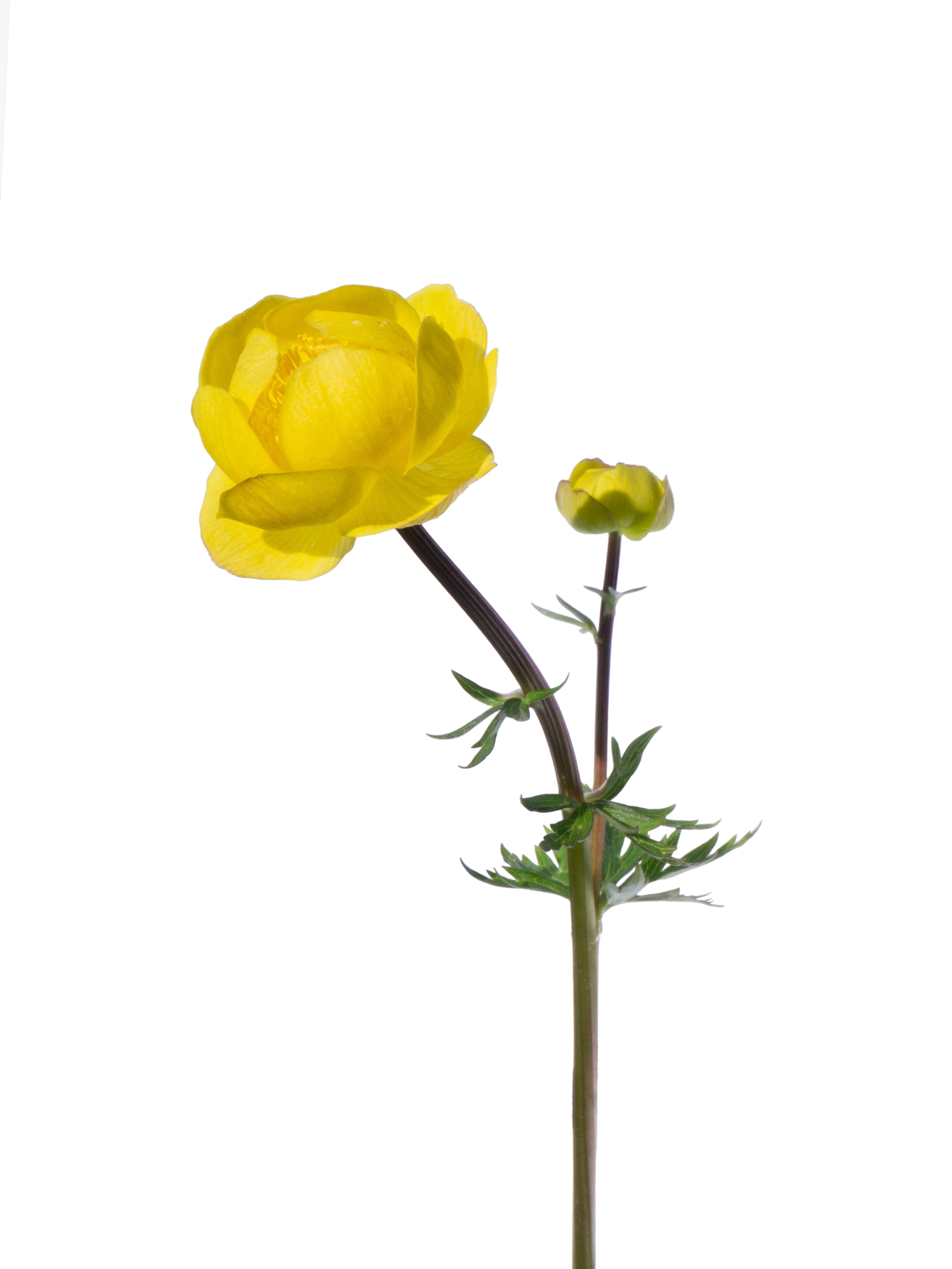 Trollius europaeus (Globe Flower) — Photograph, Murnau, Germany, 2026