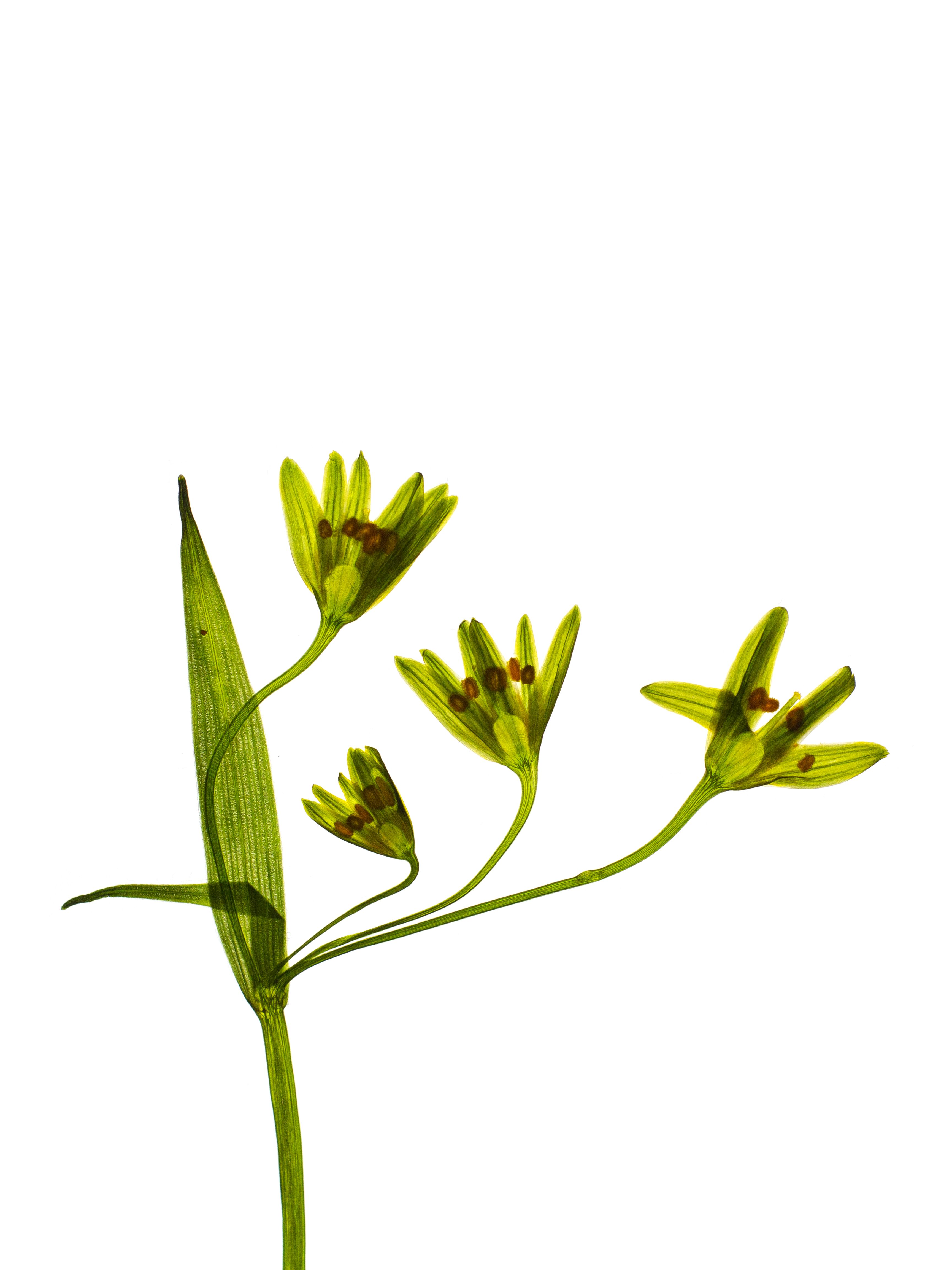 Gagea lutea (Yellow star-of-bethlehem) — detail, Backlit, Tegernsee, Germany, 2024