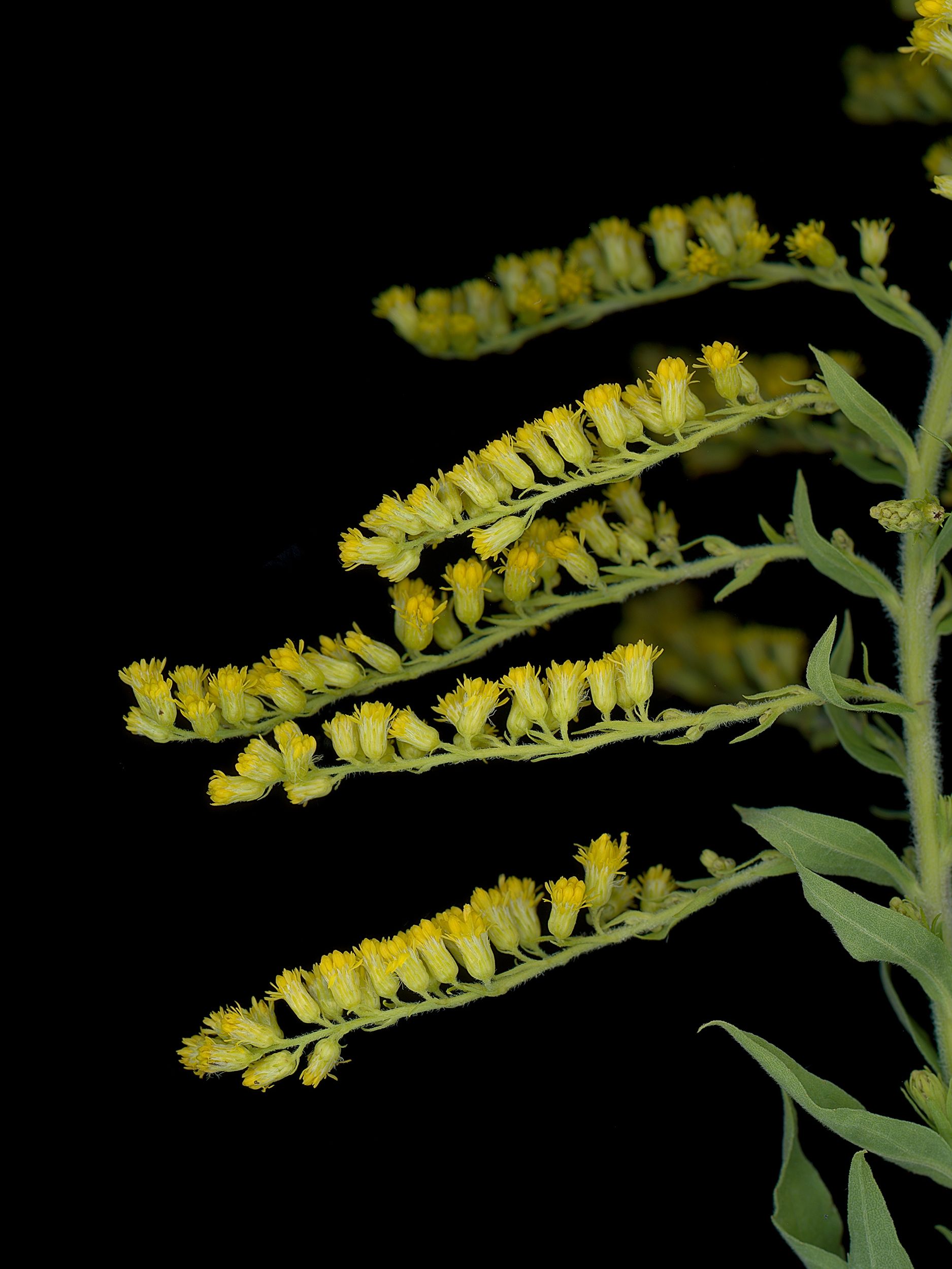 Solidago altissima (Late goldenrod) — detail, HD Scan, Thalkirchen, Germany, 2025