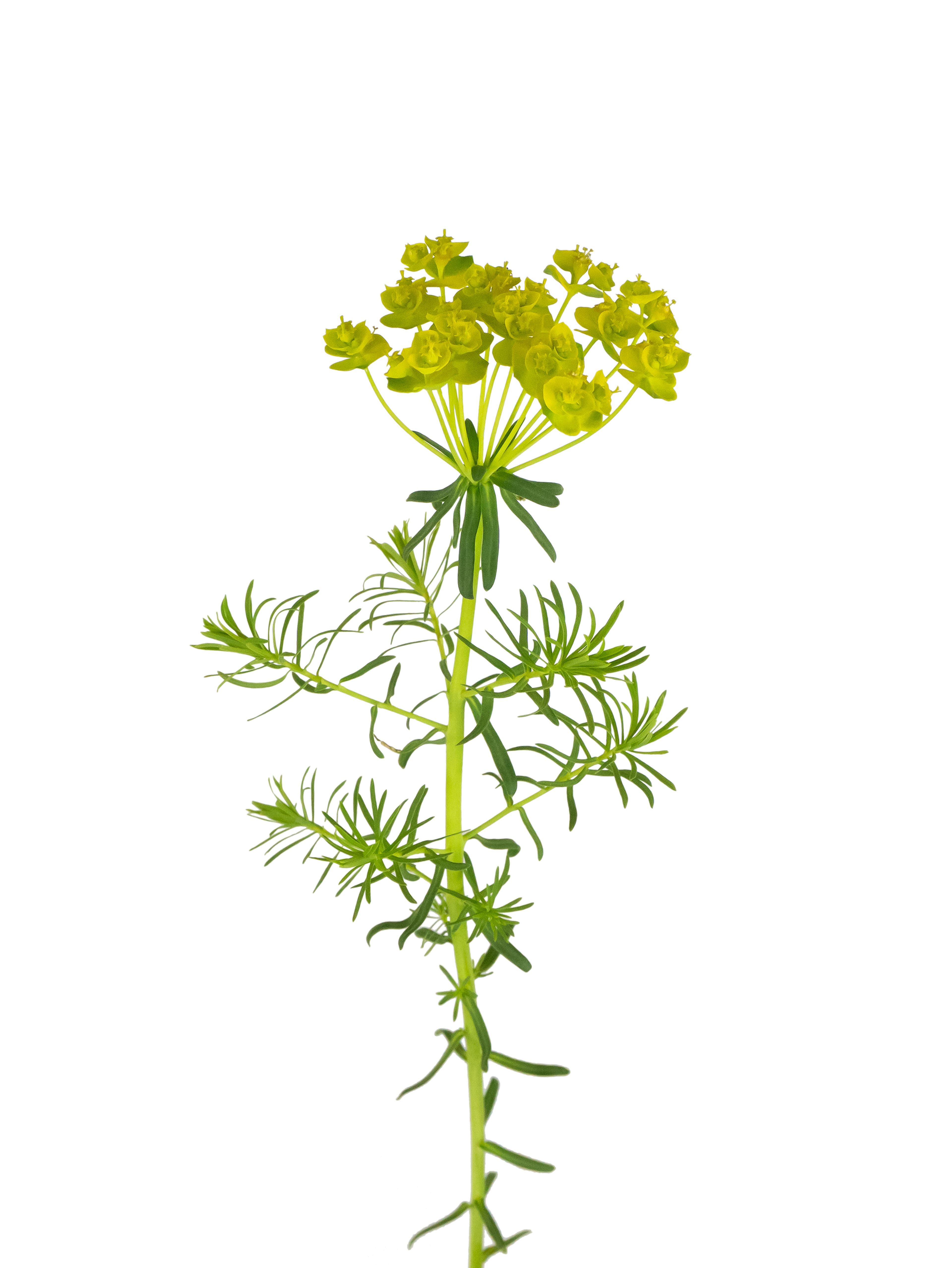 Euphorbia cyparissias (Cypress spurge) — Photograph, Eisenach, Germany, 2026