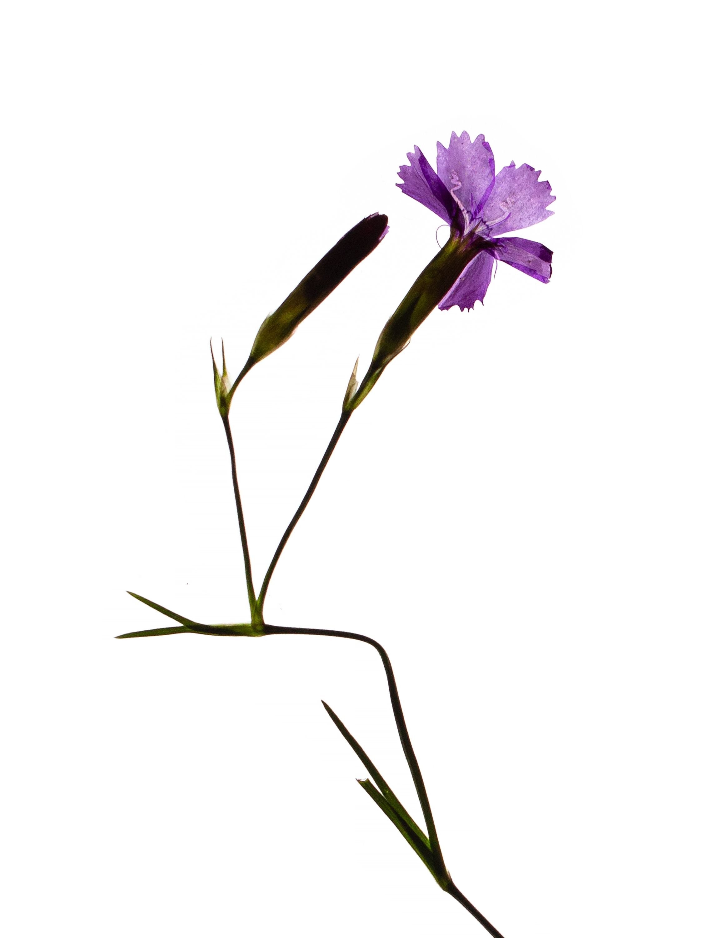 Dianthus deltoides (Maiden pink) — detail, Backlit, Offenbach, Germany, 2019