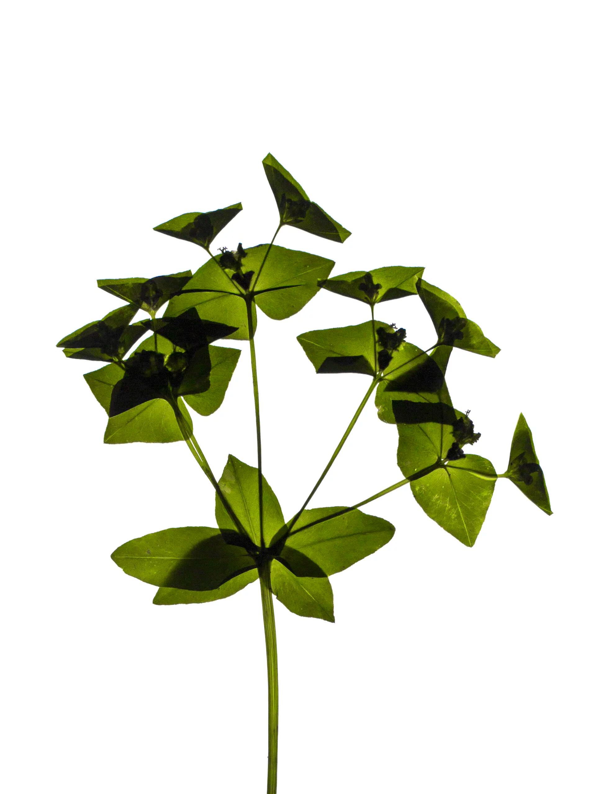Euphorbia dulcis (Sweet spurge) — Backlit, Zürich, Switzerland, 2021 (HA-0082, plate II)