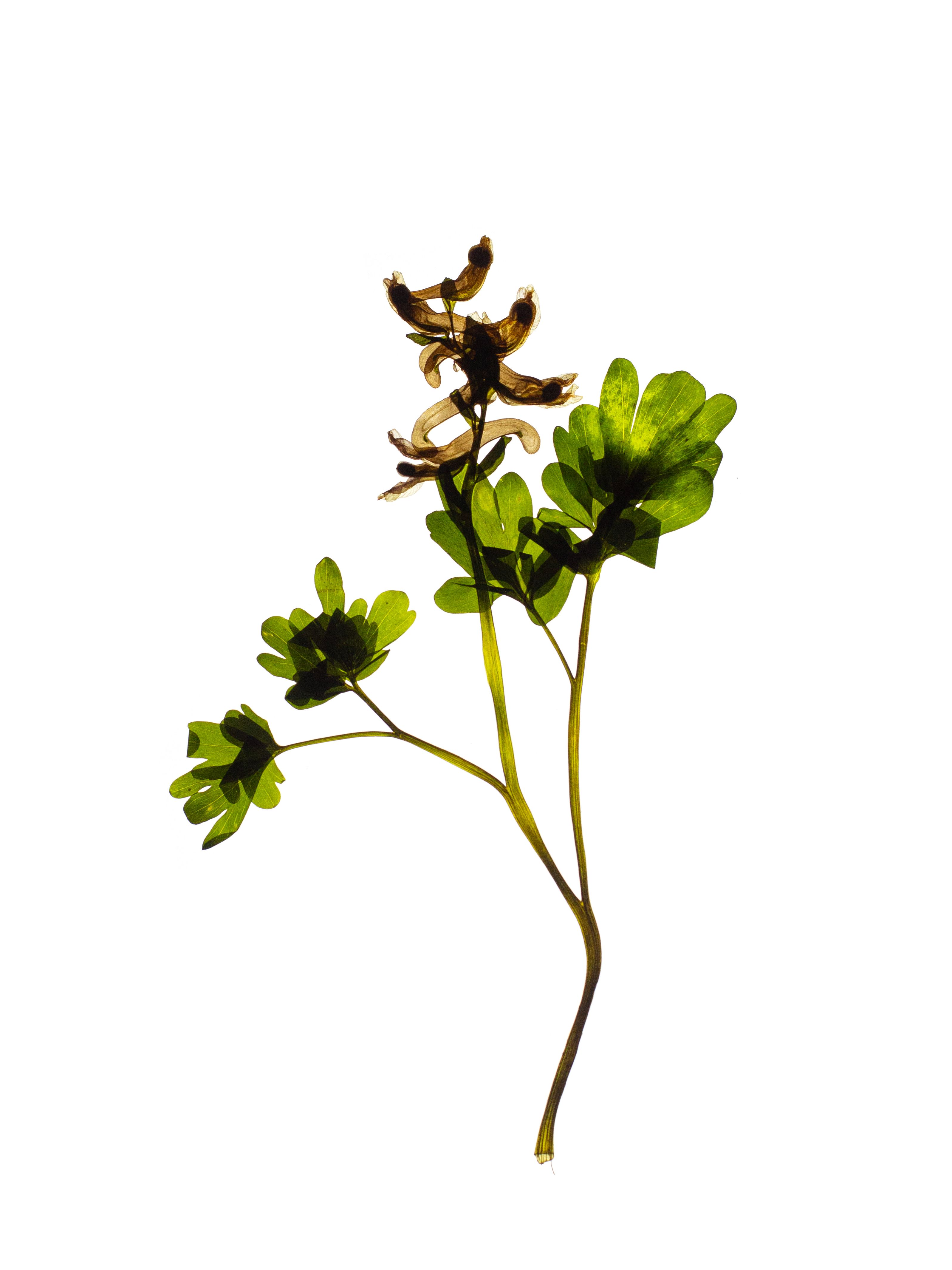Corydalis cava (Hollowroot) — Backlit, Günzburg, Germany, 2024