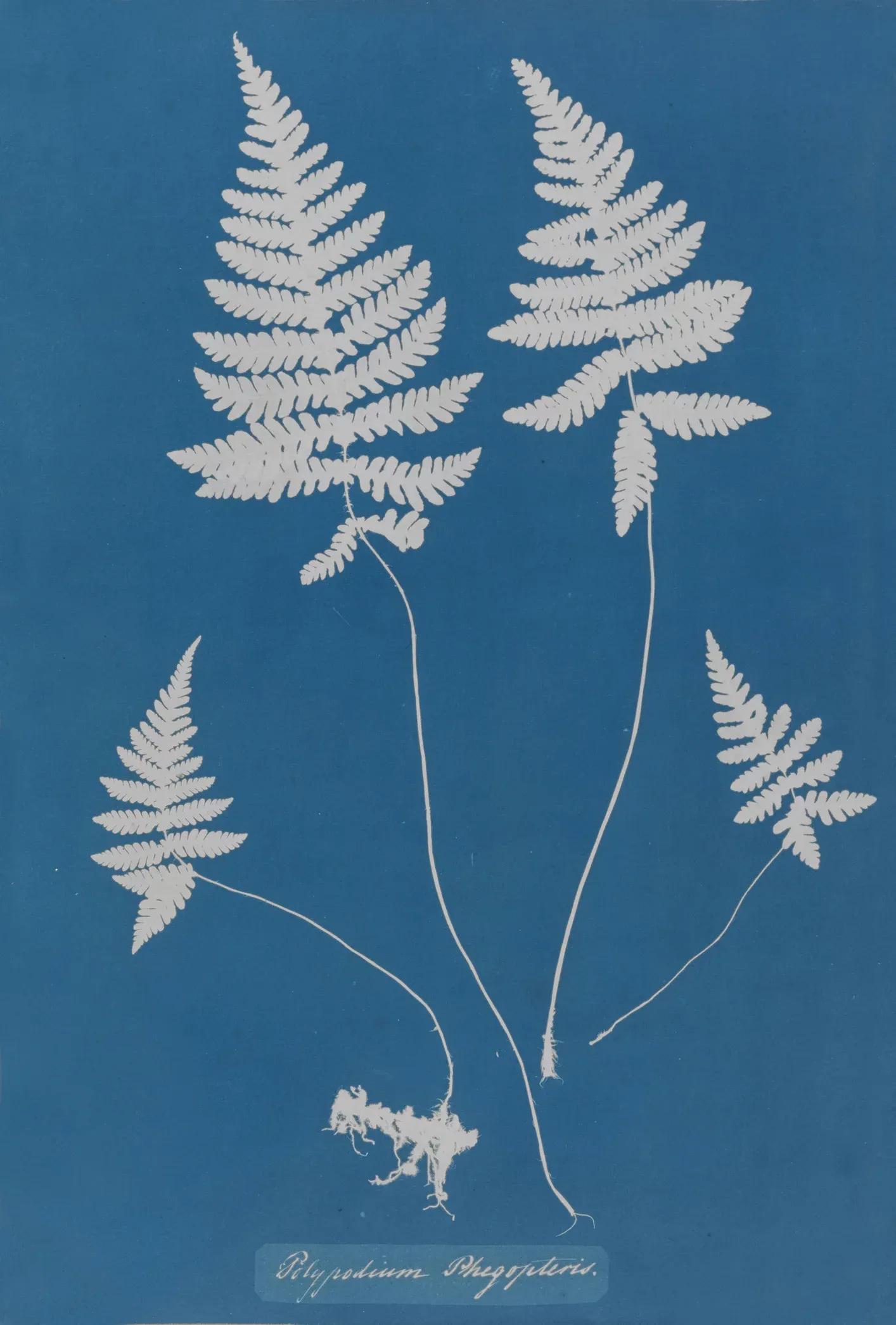 Anna Atkins — Impressions in Blue