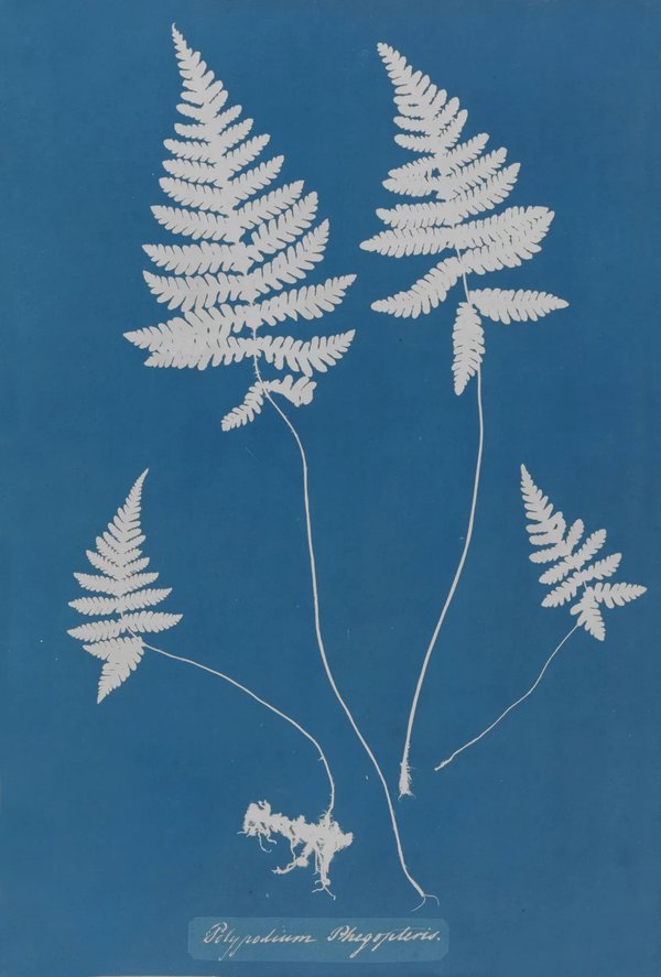 Anna Atkins — Impressions in Blue