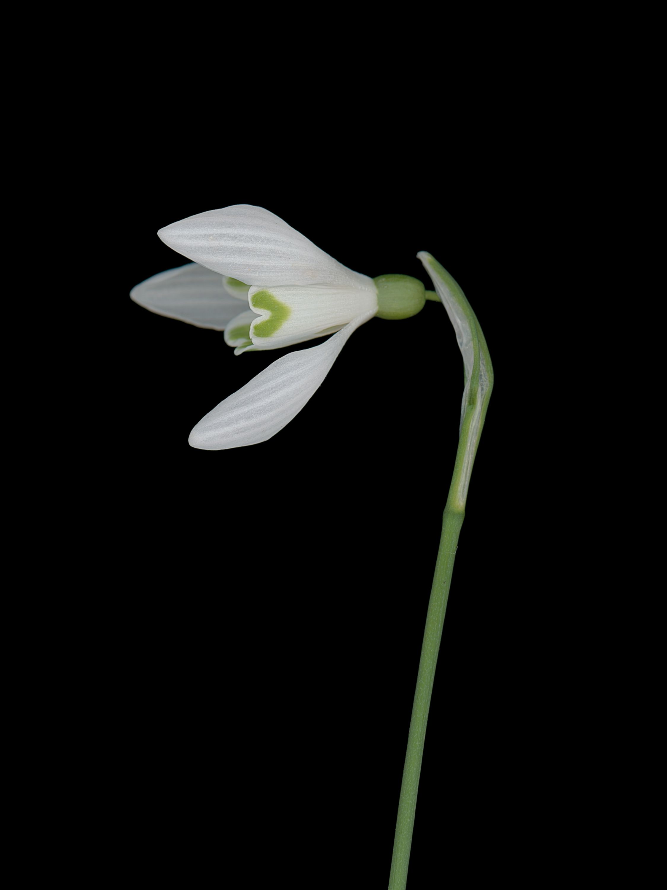 Galanthus nivalis (Snowdrop) — HD Scan, München, Germany, 2026