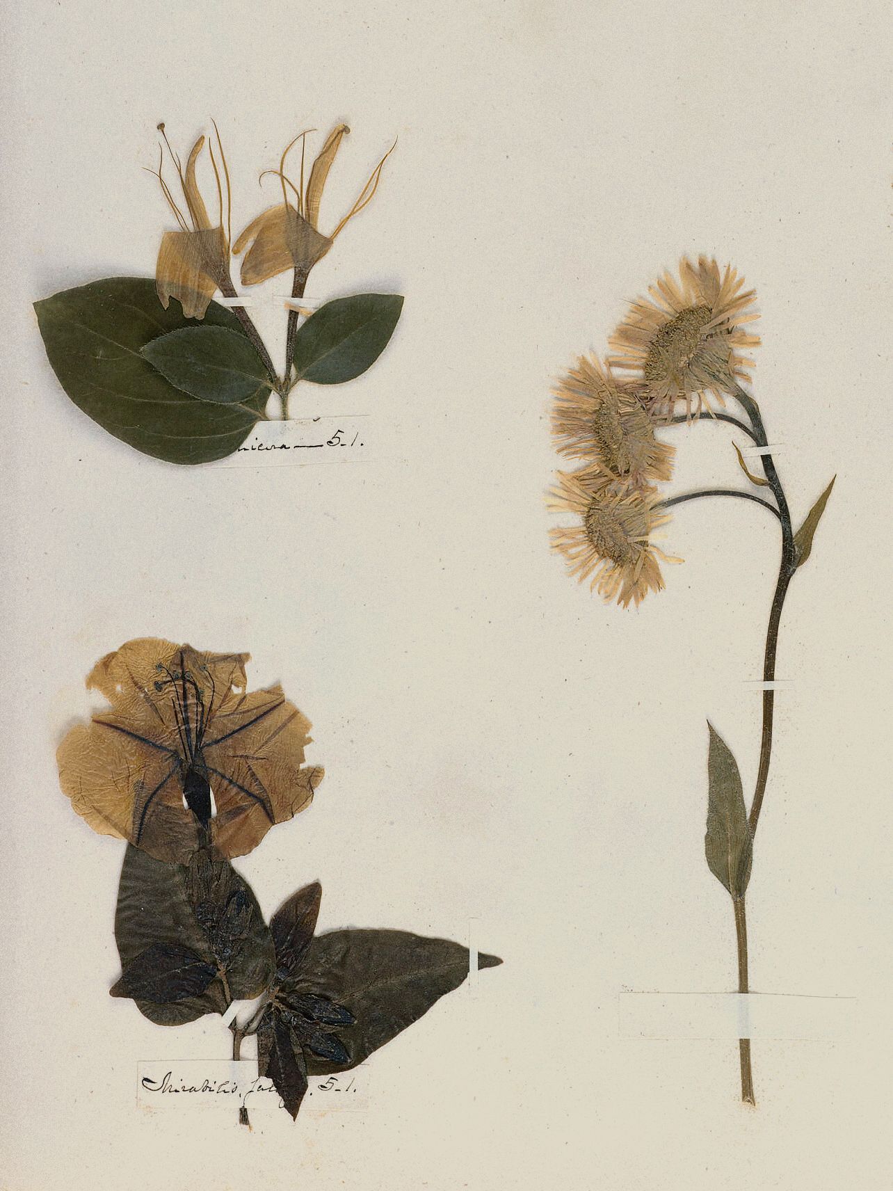 Emily Dickinson — A Poet's Early Herbarium