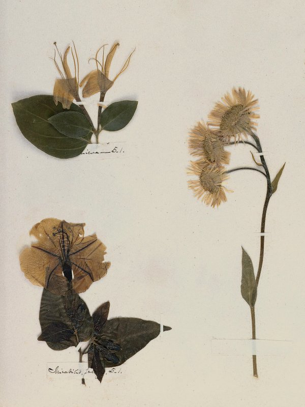 Emily Dickinson — A Poet's Early Herbarium