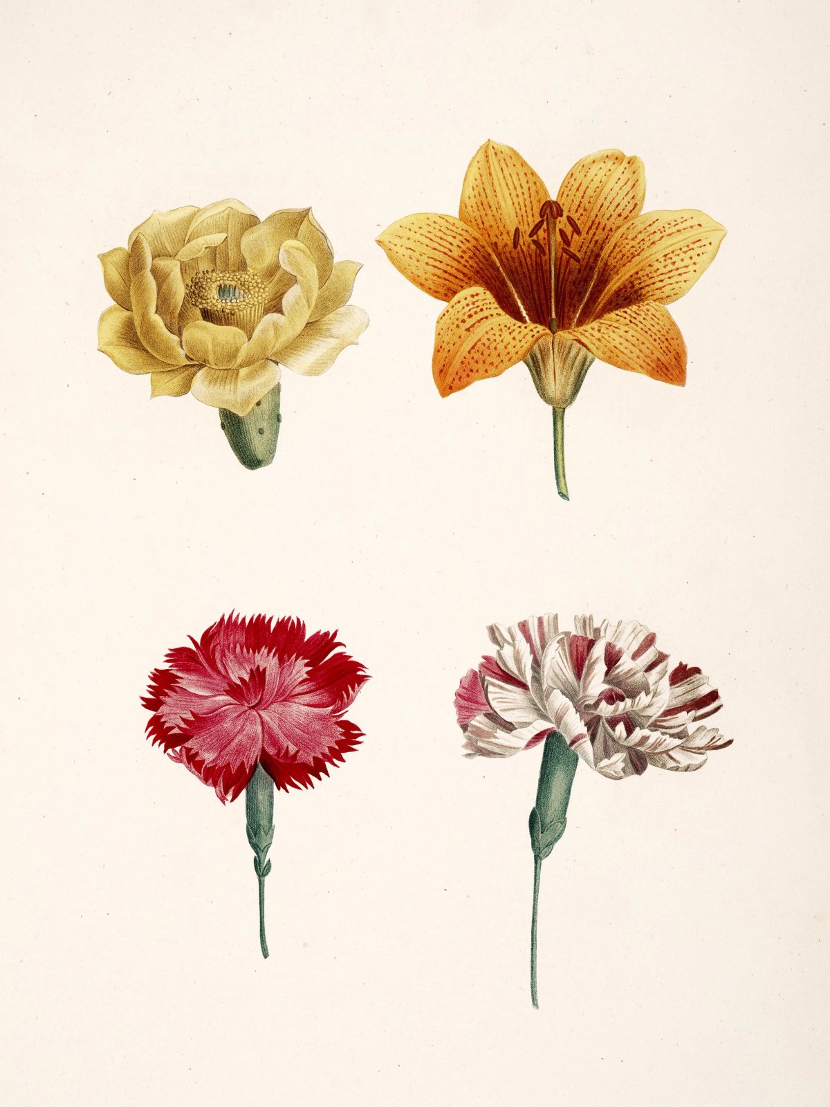 Pierre-Joseph Redouté — Raphael of Flowers