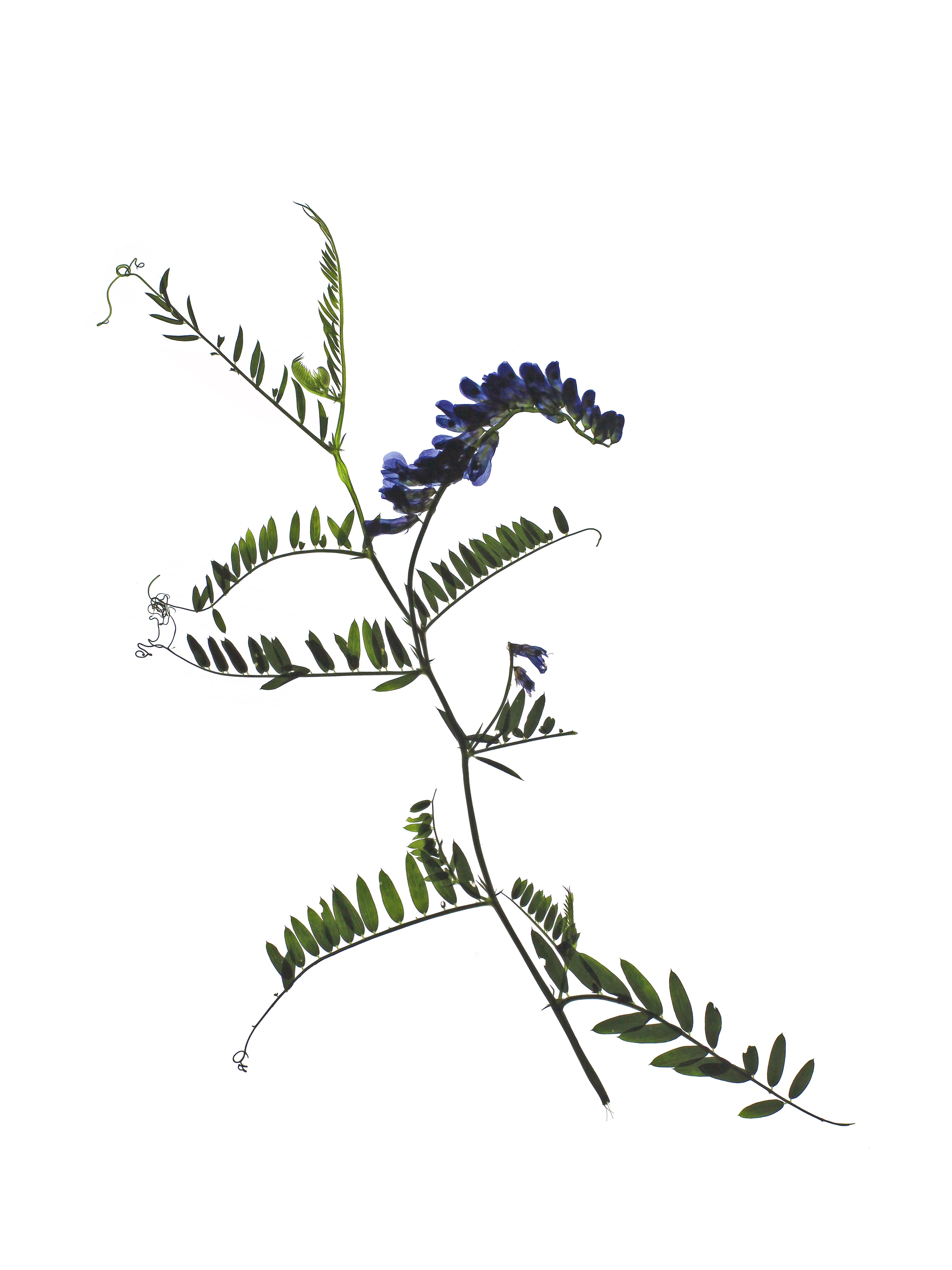 Vicia cracca (Tufted vetch) — Backlit, Stuttgart, Germany, 2021