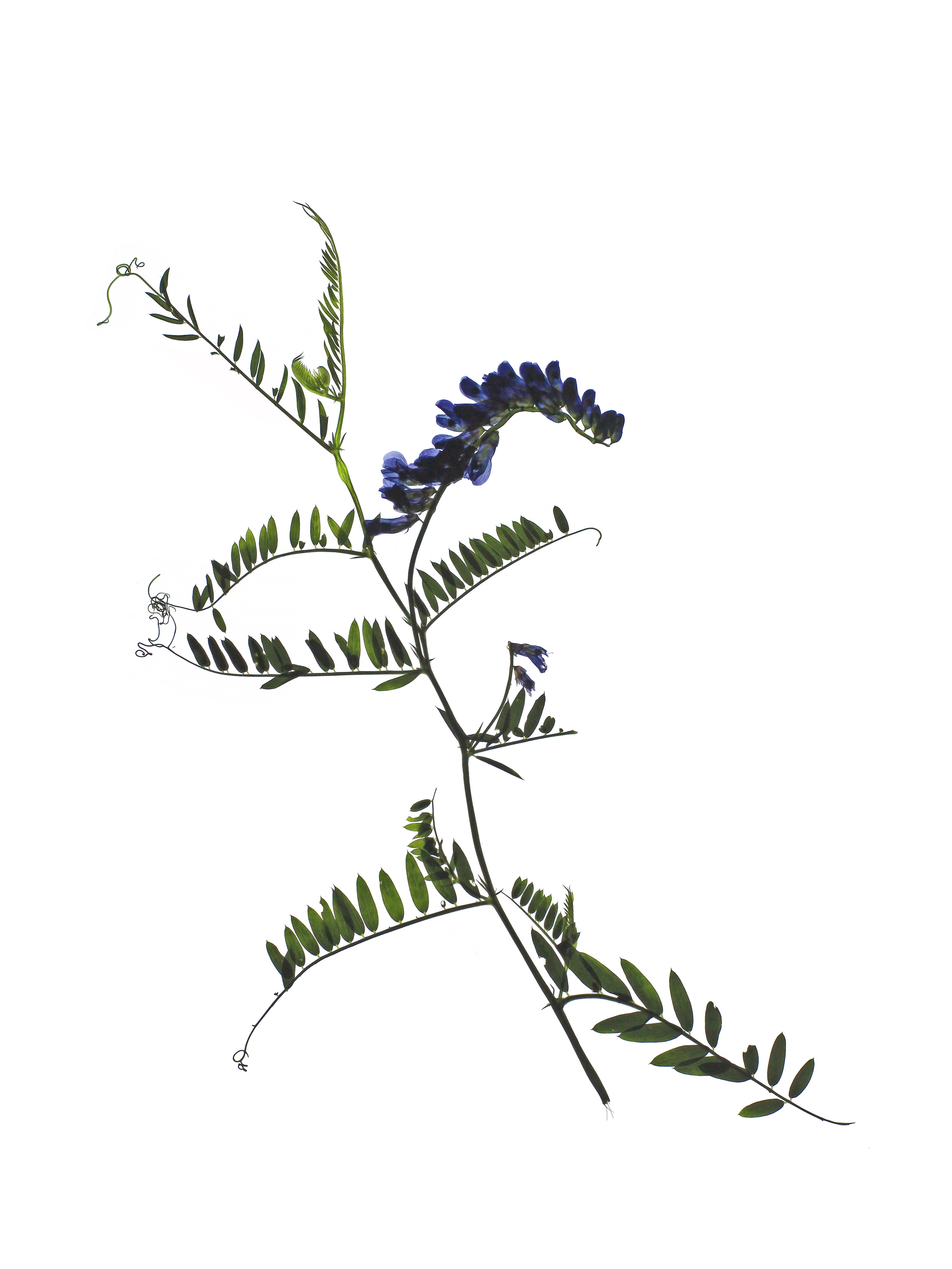 Vicia cracca (Tufted vetch) — Backlit, Stuttgart, Germany, 2021