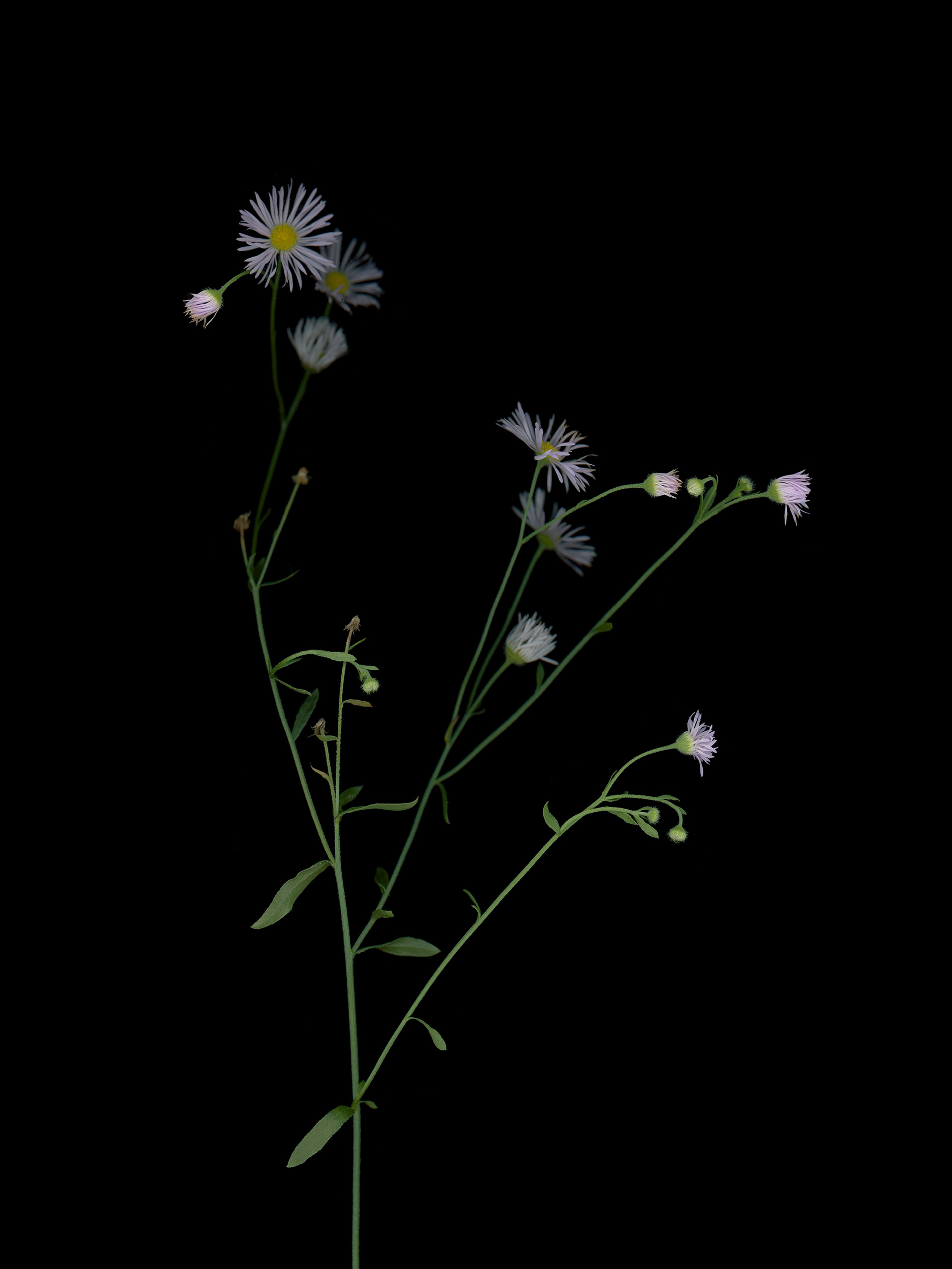 Erigeron annuus (Daisy fleabane) — HD Scan, Thalkirchen, Germany, 2025
