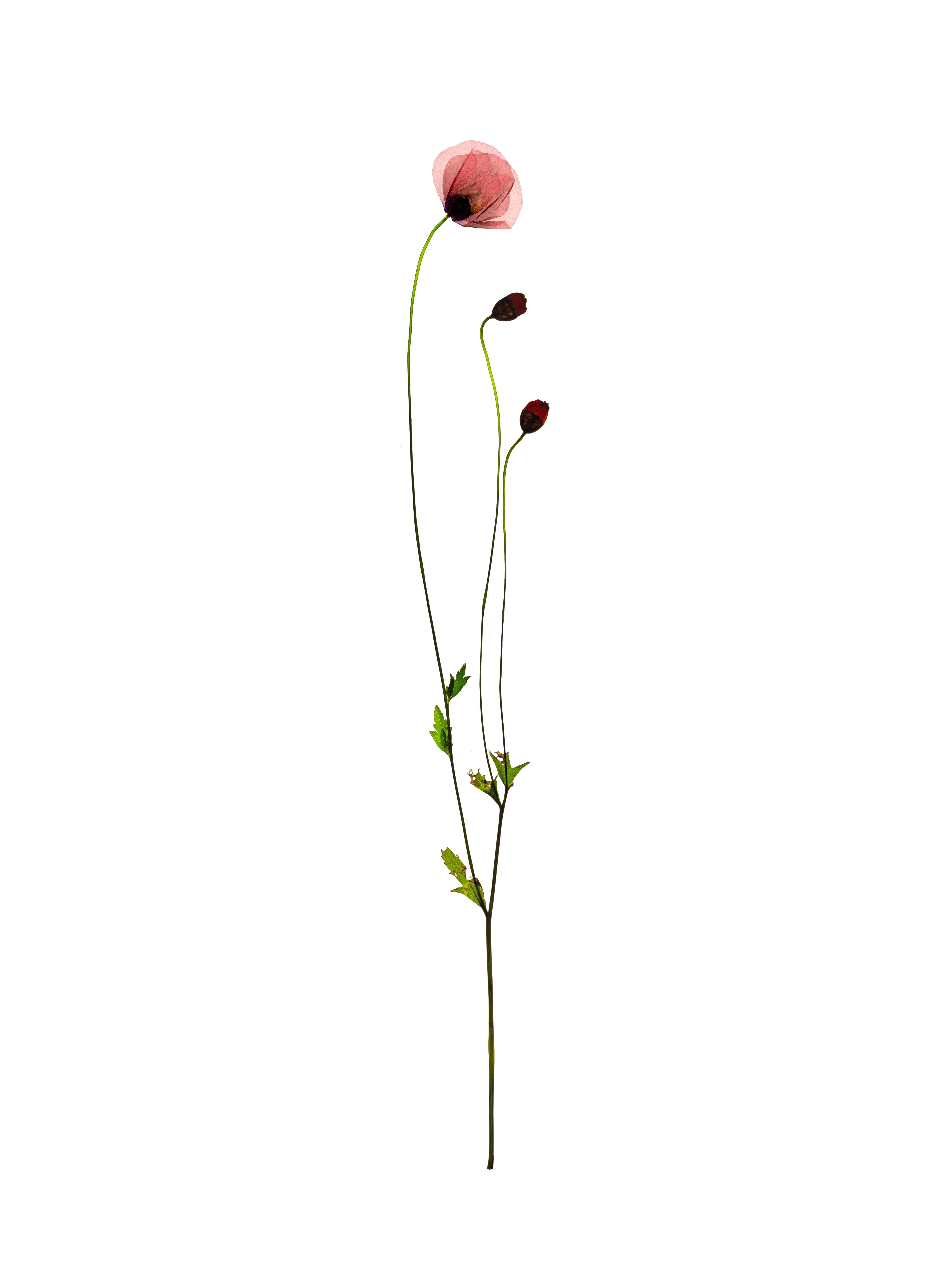Papaver rhoeas (Field poppy) — Backlit, Offenbach, Germany, 2018