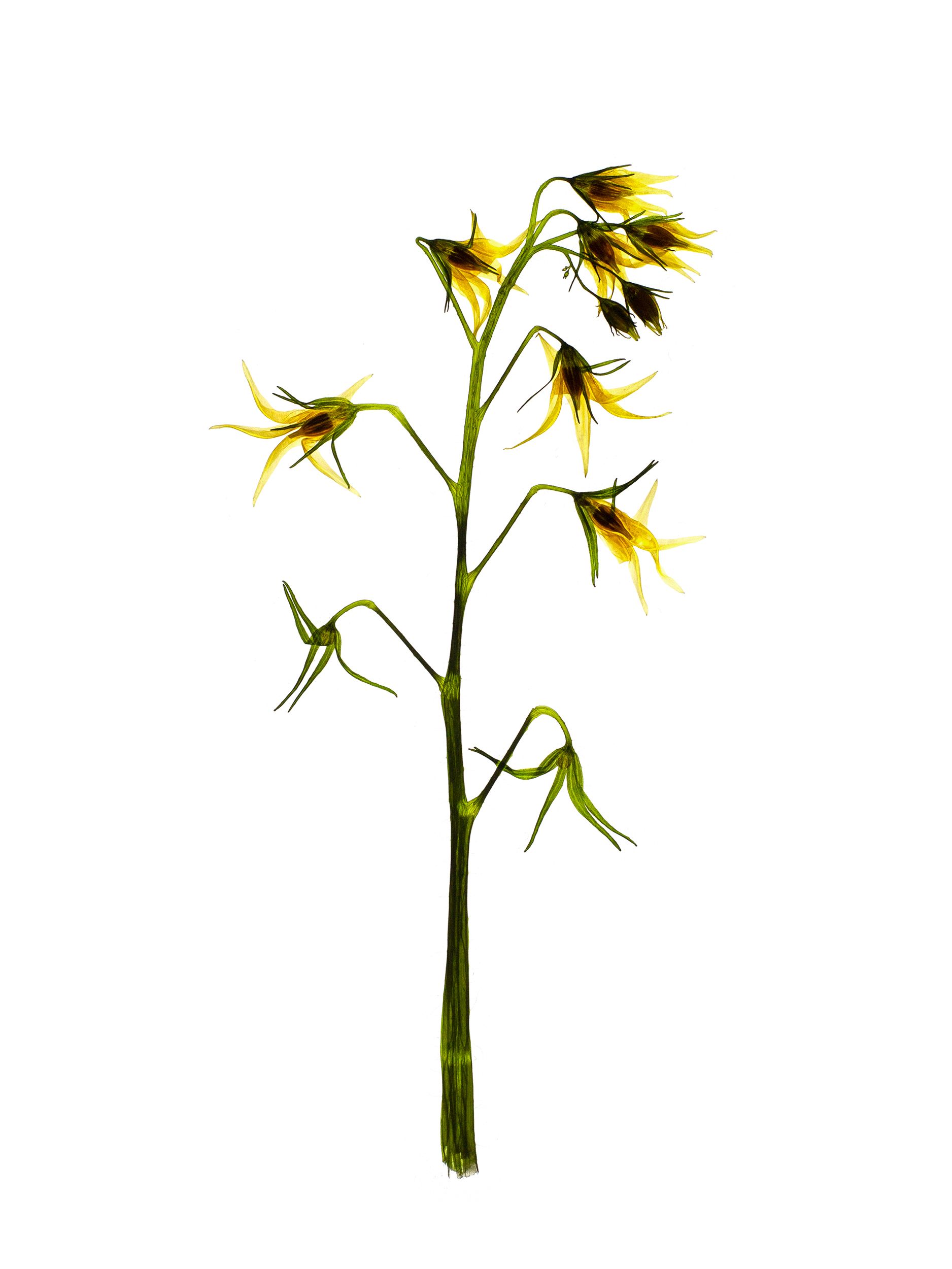 Solanum lycopersicum (Tomato) — Backlit, Stuttgart, Germany, 2022