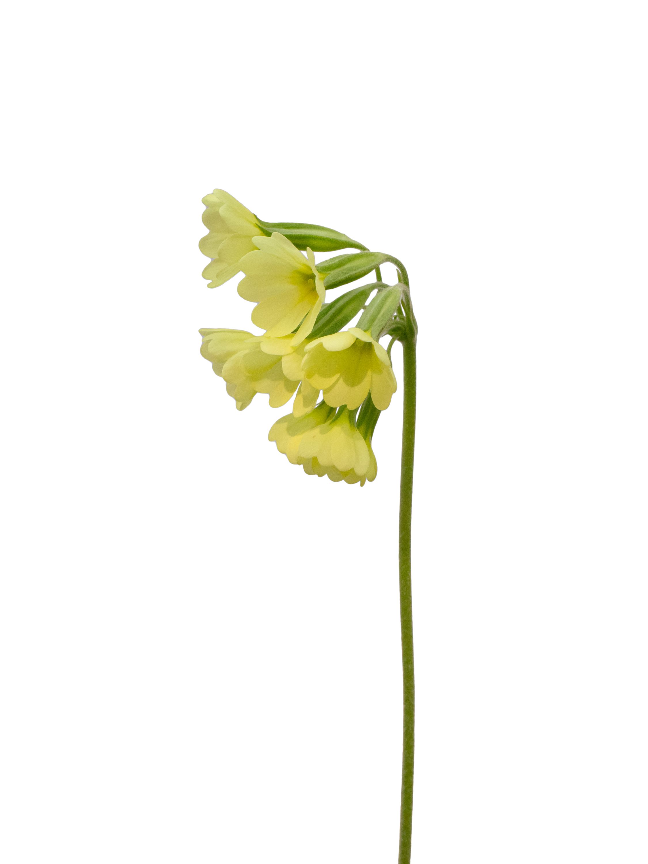 Primula elatior (Oxlip) — Photograph, Murnau, Germany, 2026