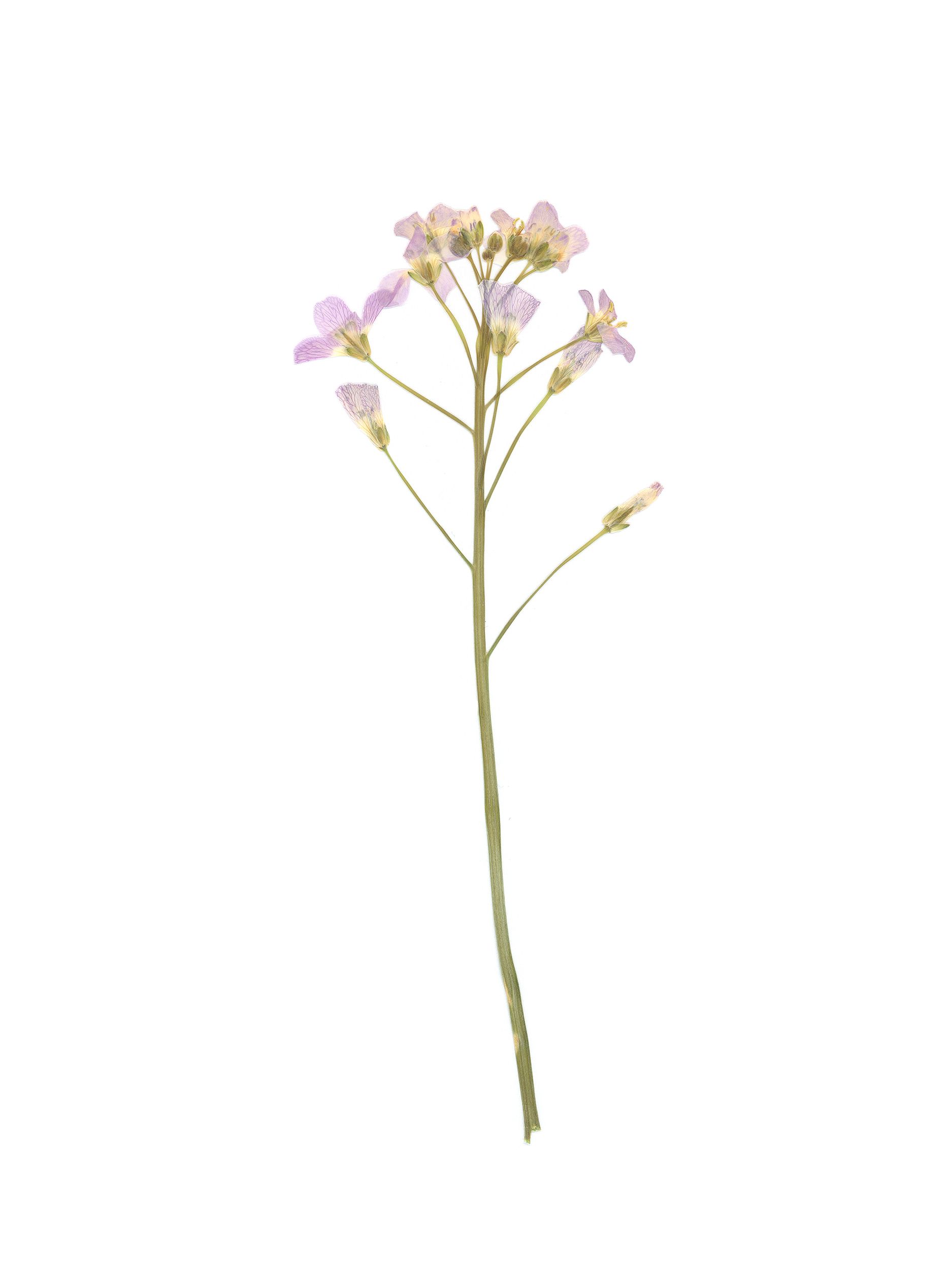 Cardamine pratensis (Cuckooflower) — Pressed, Pliezhausen, Germany, 2020